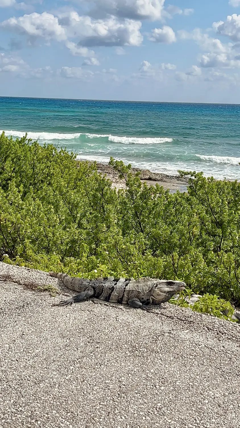 A large wild iguana sunbathing on a rock above the Cozumel sea