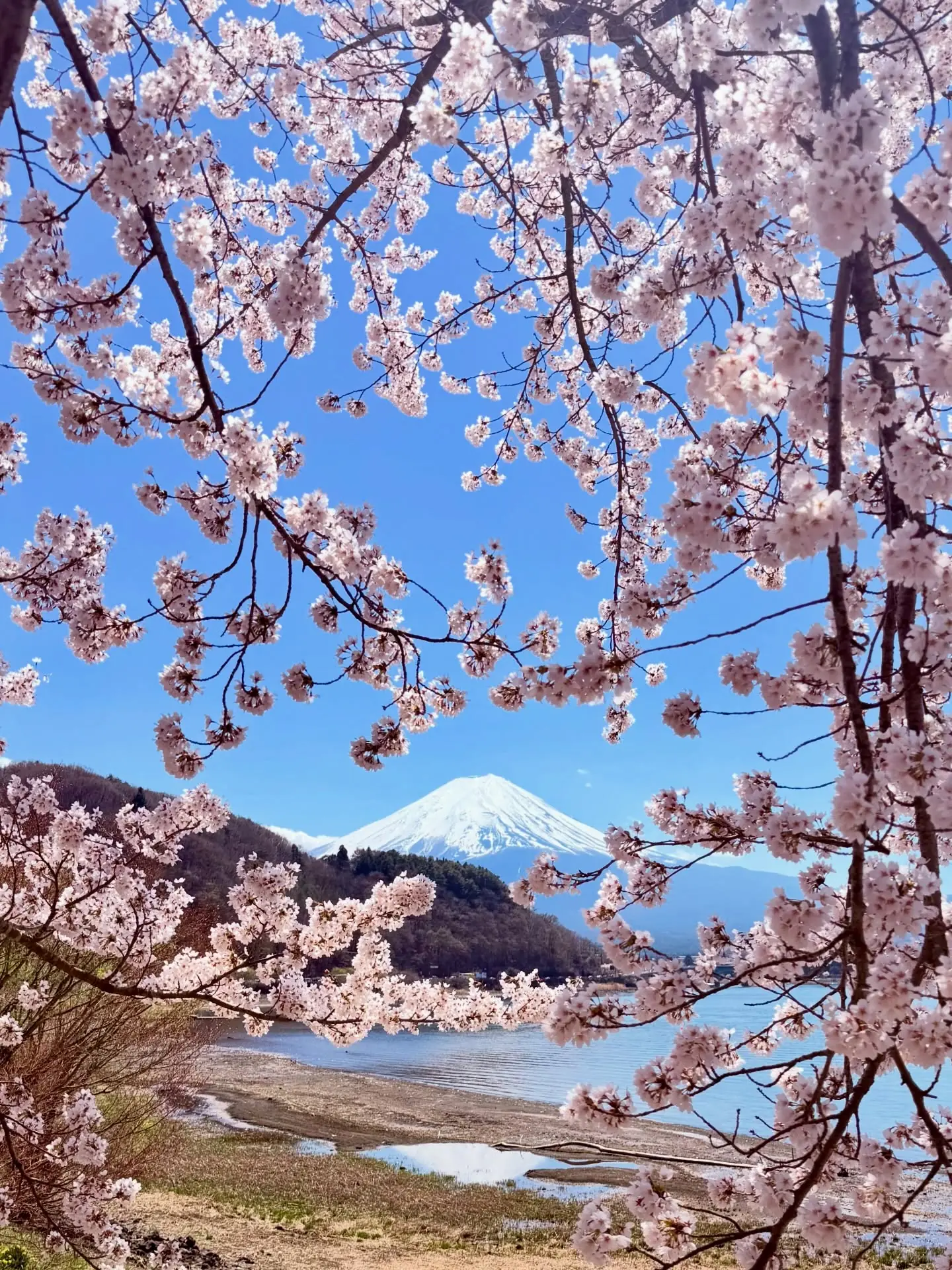 Mount Fuji framed by a canopy of cherry blossom over the lake