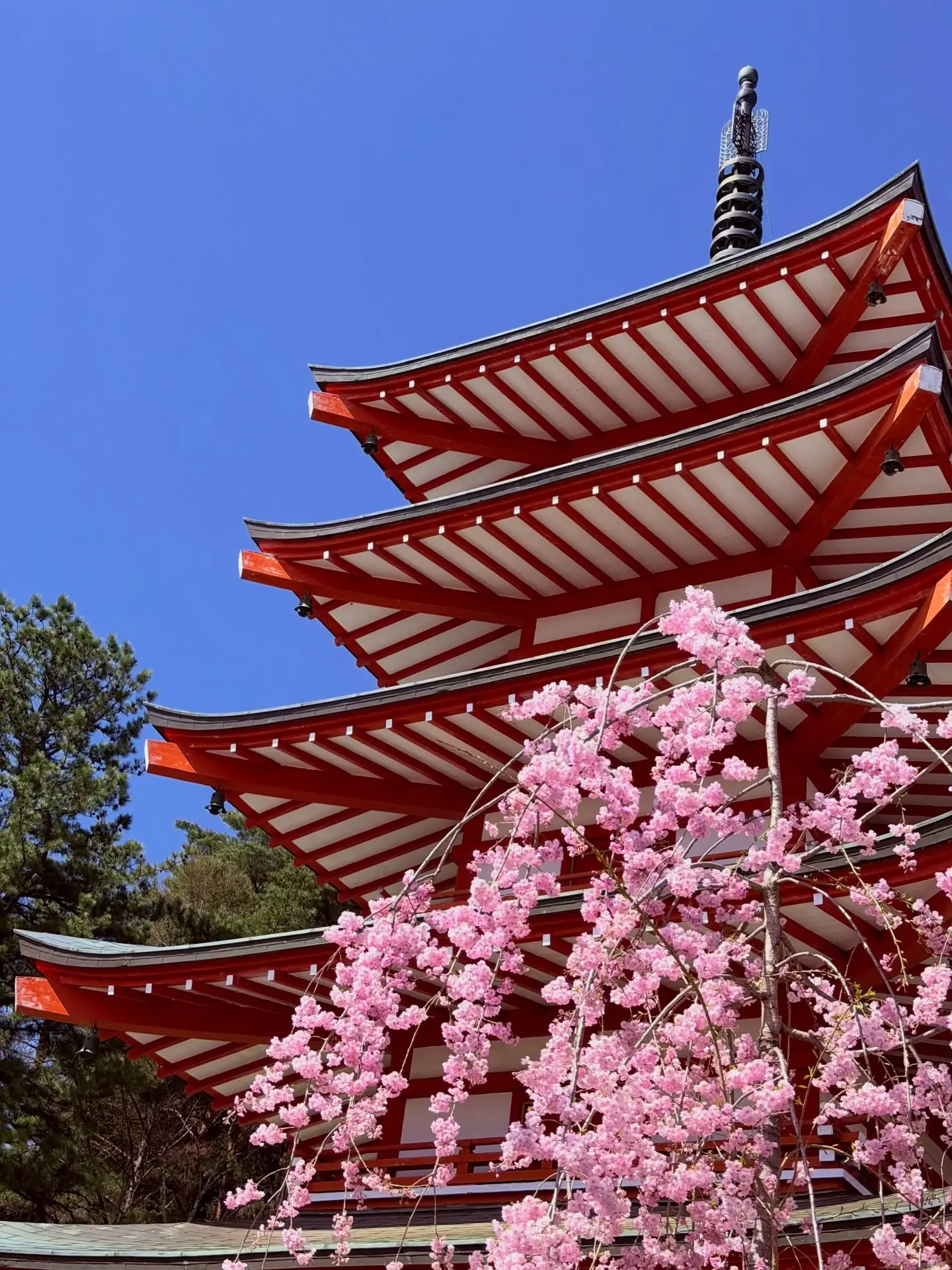 The red five-storey Chureito Pagoda beside weeping pink cherry blossom