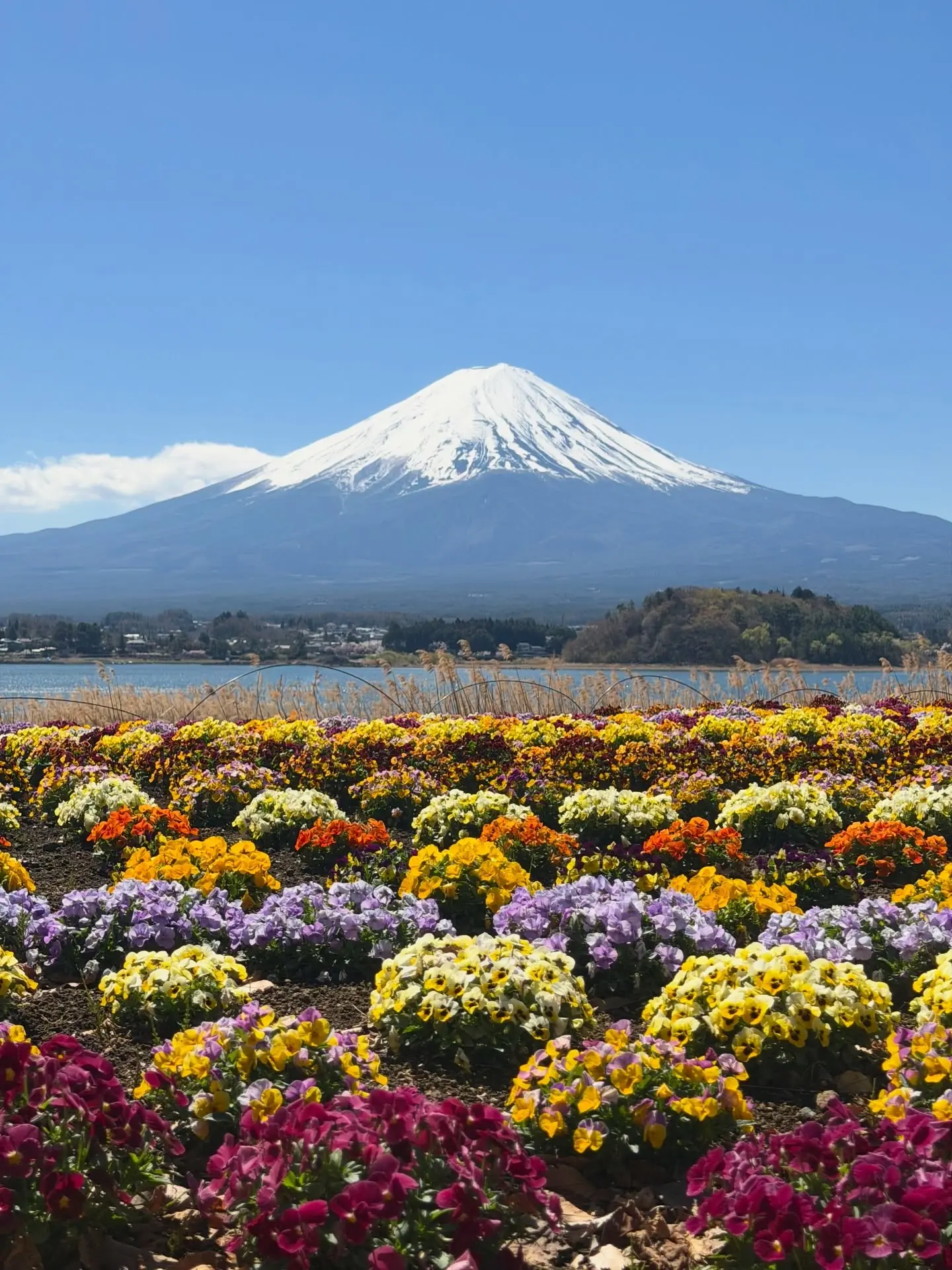 Mount Fuji rising over a field of spring flowers at Lake Kawaguchiko