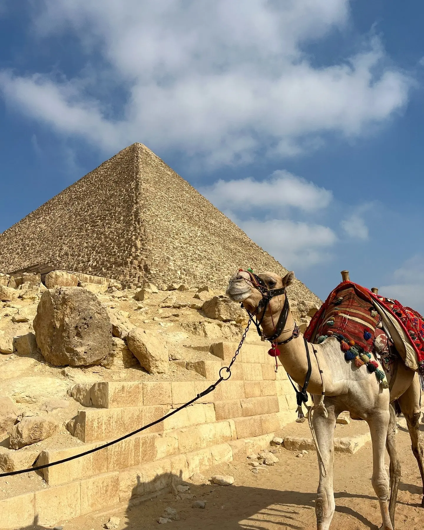 A camel resting at the base of the Great Pyramid