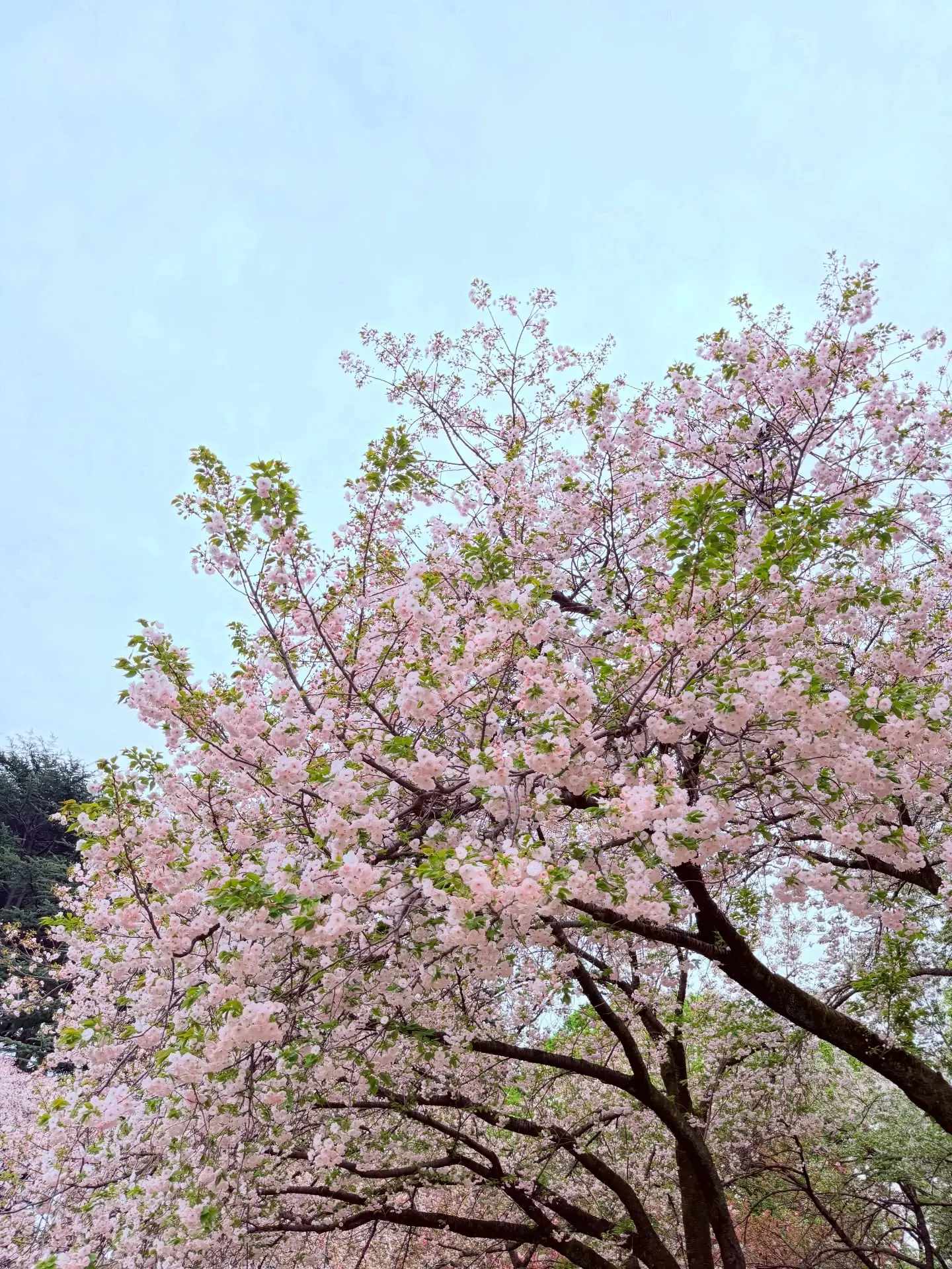 Cherry blossoms against a pale sky