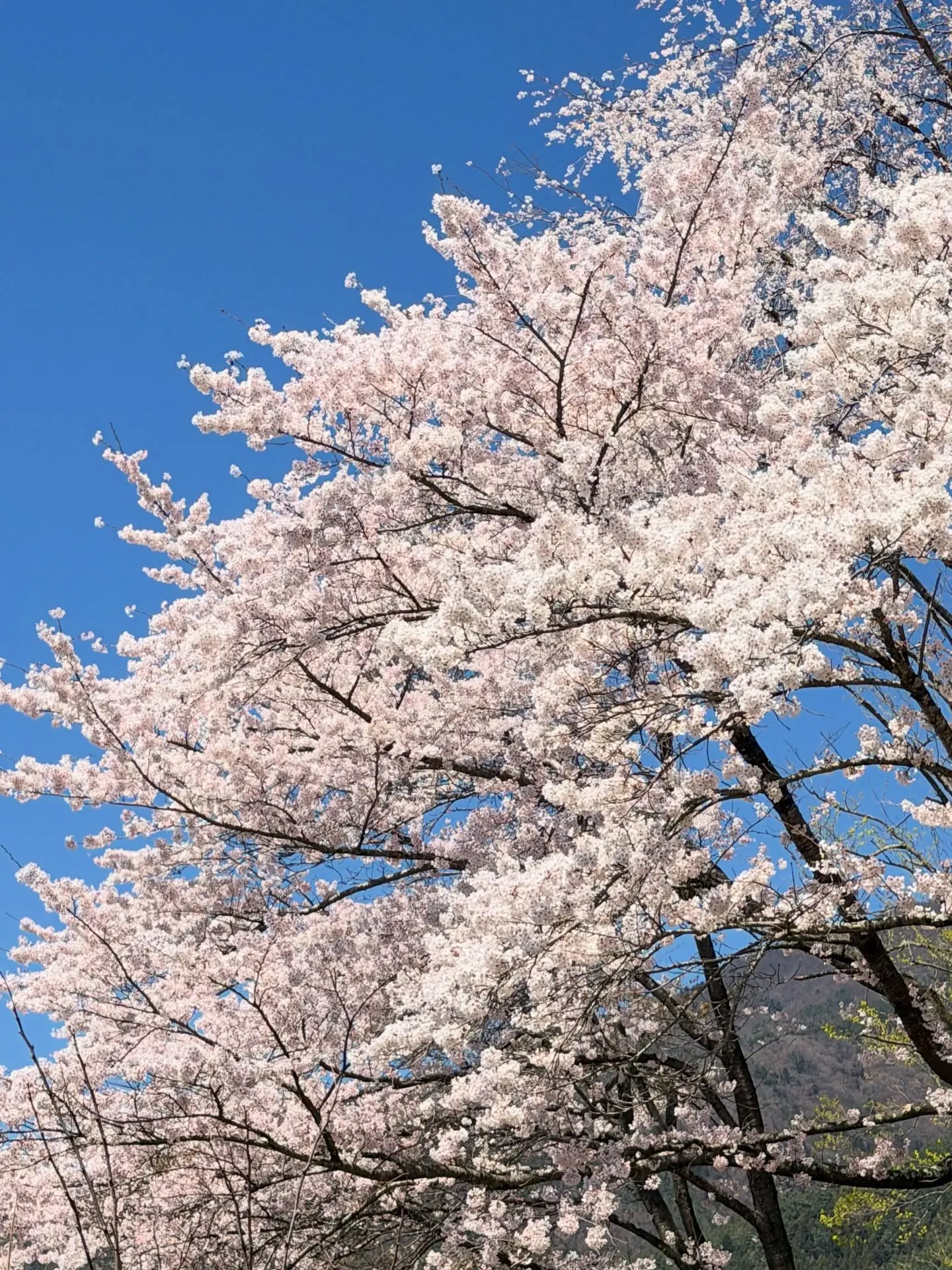 Cherry blossoms against a blue sky