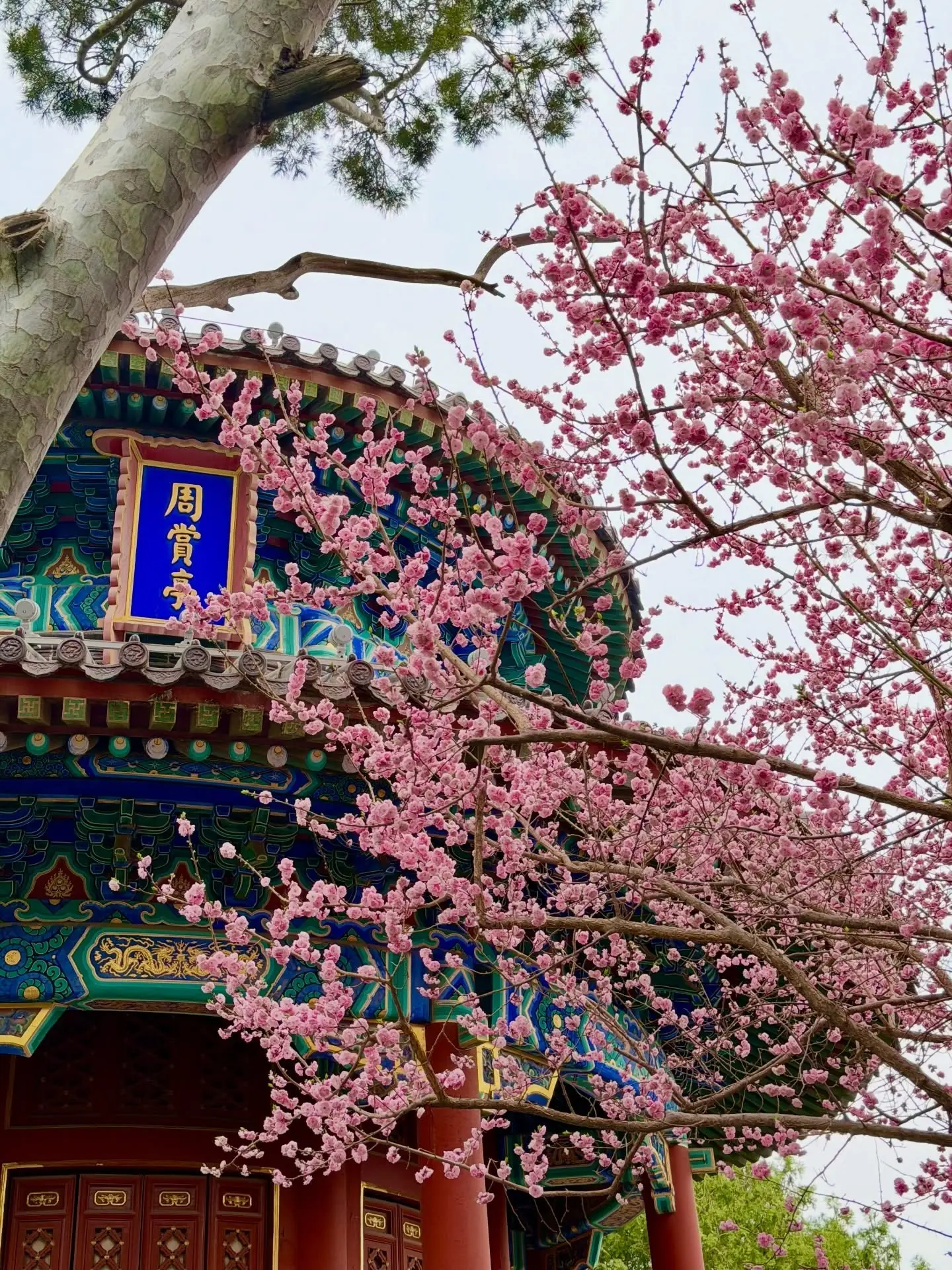 A painted pavilion framed by pink spring blossoms in Beijing