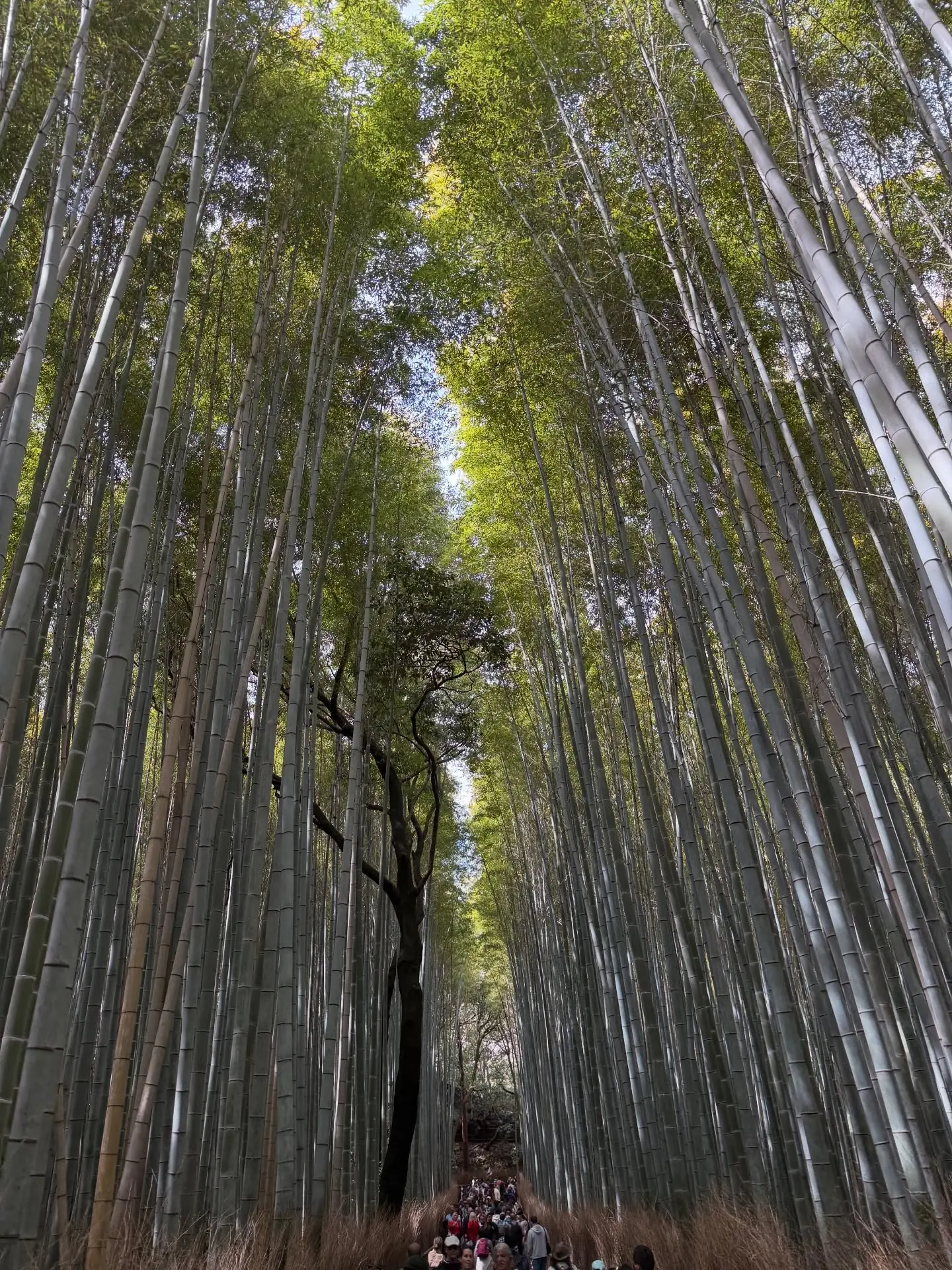 The Arashiyama bamboo path