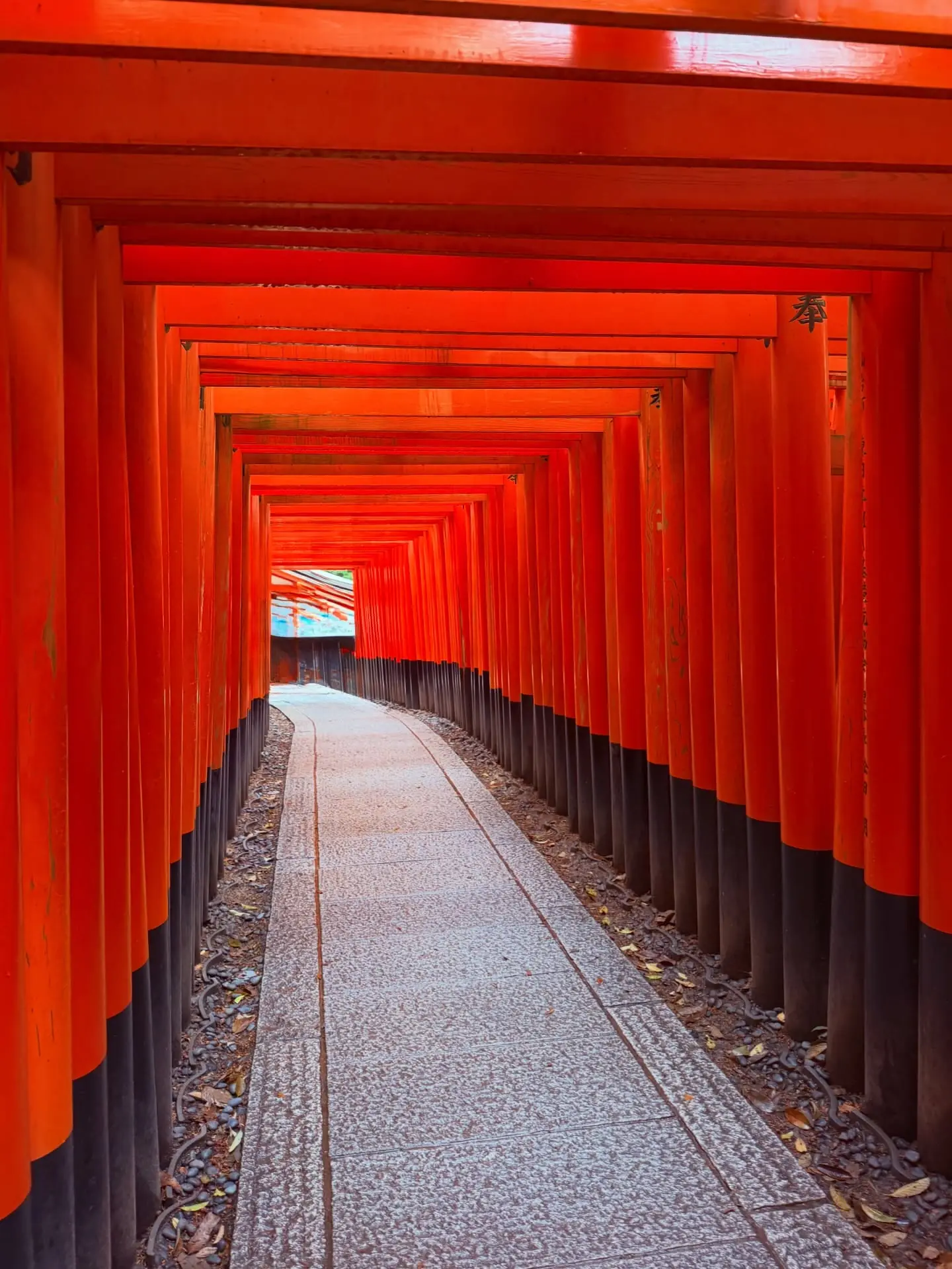Empty torii tunnel at Fushimi Inari
