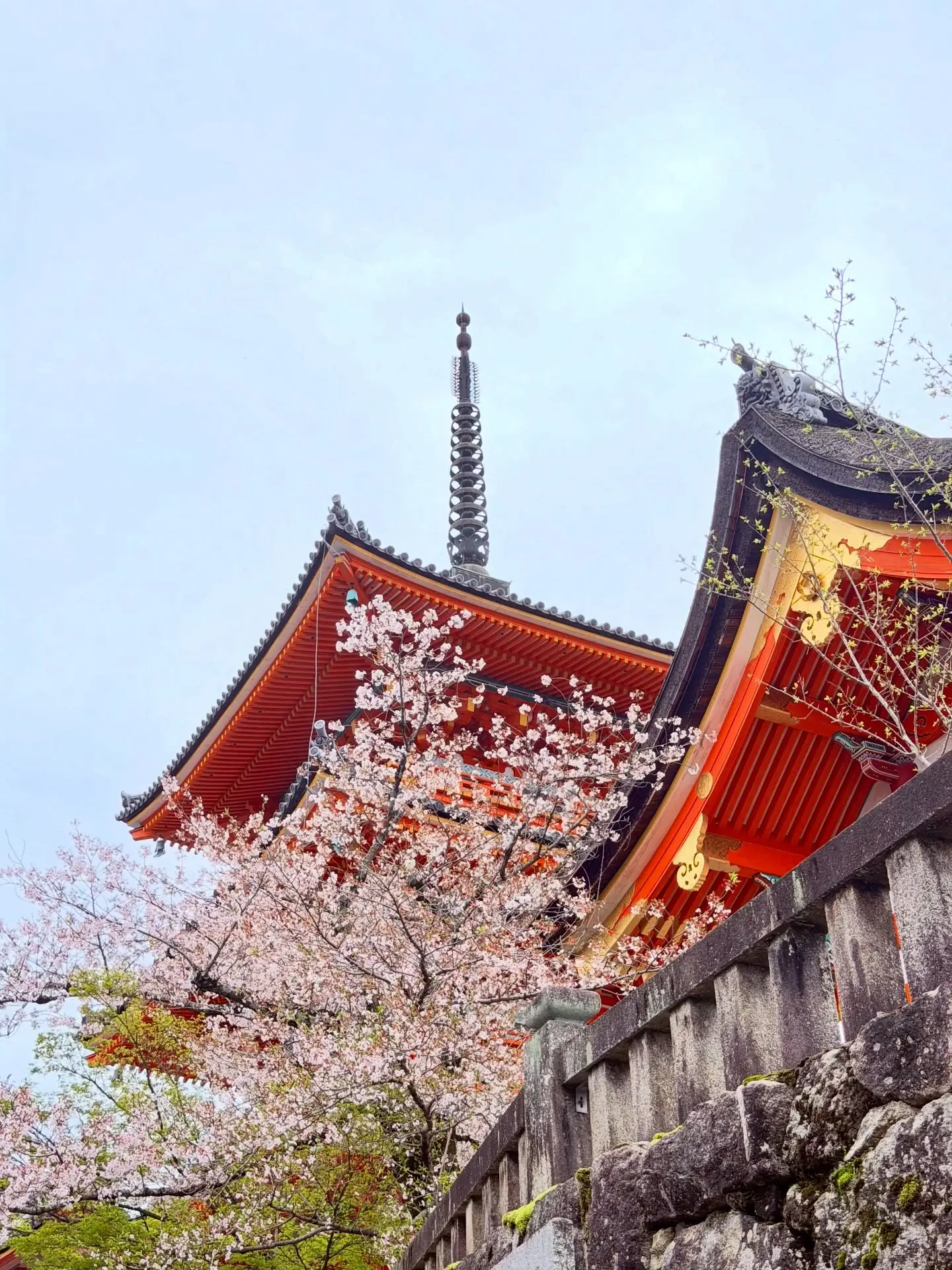 The three-storey pagoda of Kiyomizu-dera among cherry blossoms