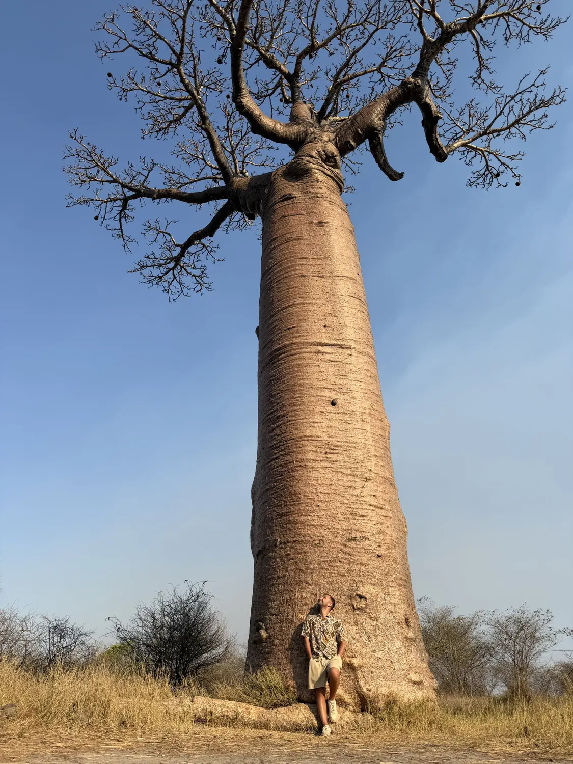 Andrew leaning against the base of a towering baobab, looking up at its branches