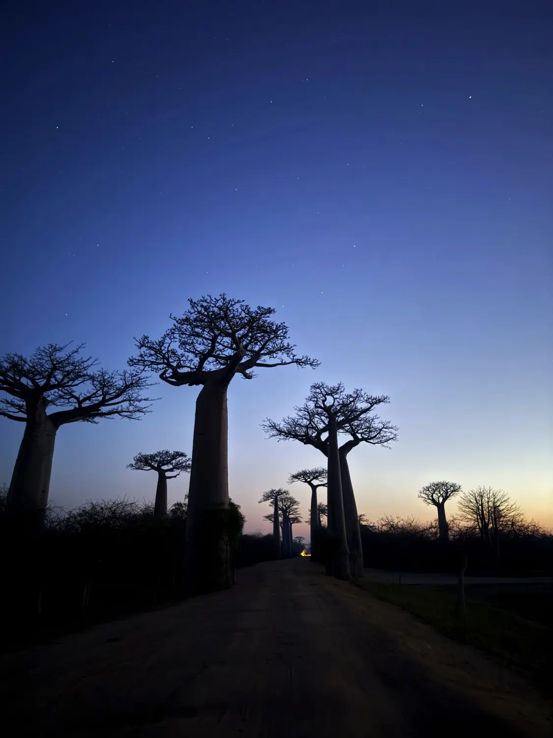 The Avenue of the Baobabs in deep blue twilight with the first stars appearing