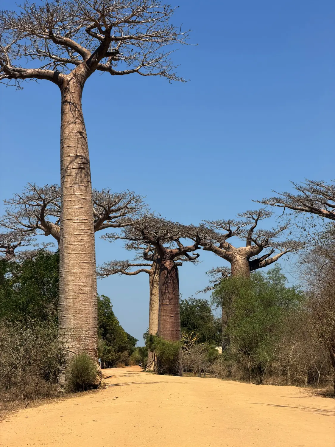 Enormous smooth baobab trunks rising above the bush along the Avenue of the Baobabs