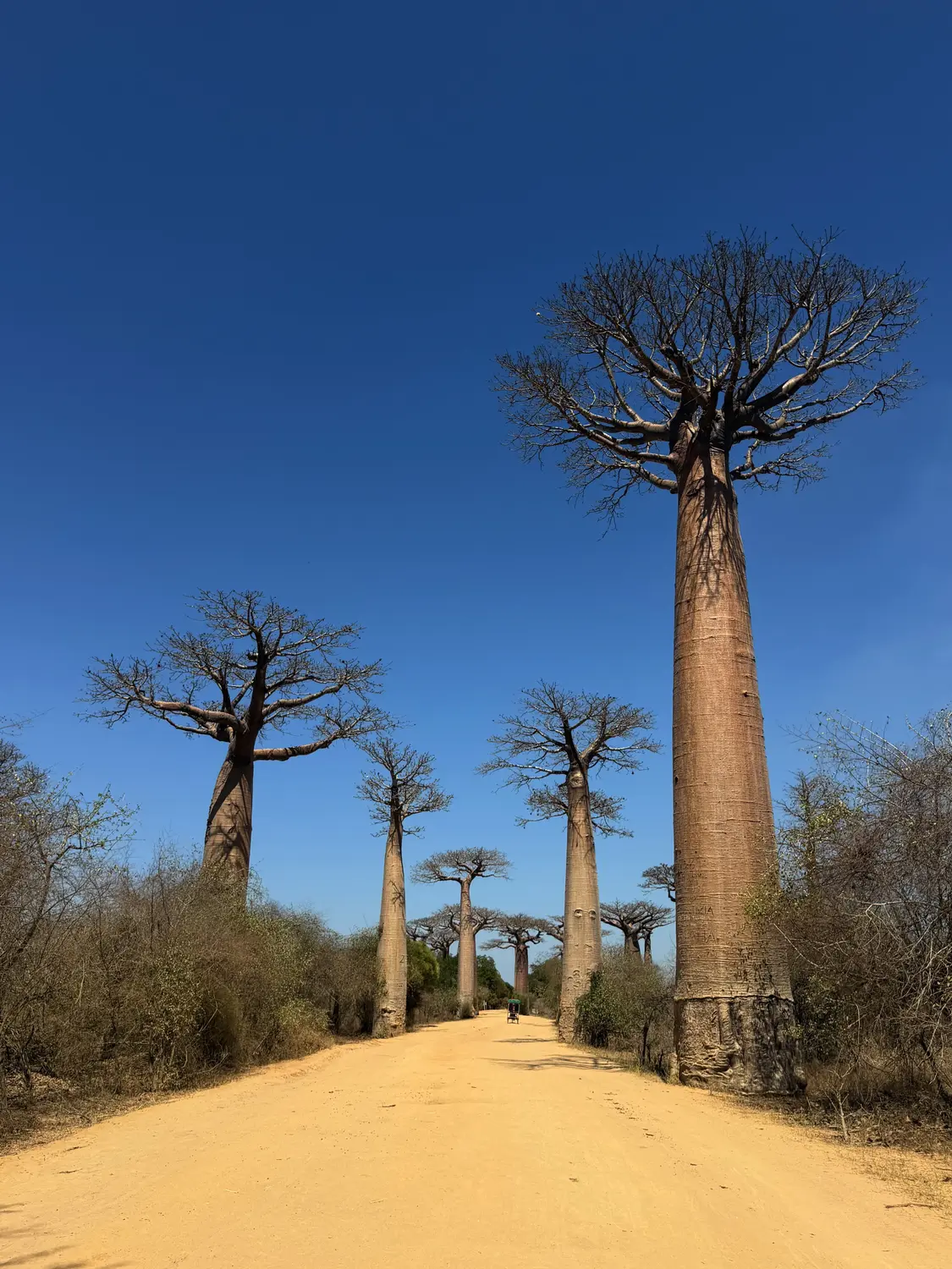 The sandy road of the Avenue of the Baobabs lined with towering trees under a deep blue sky