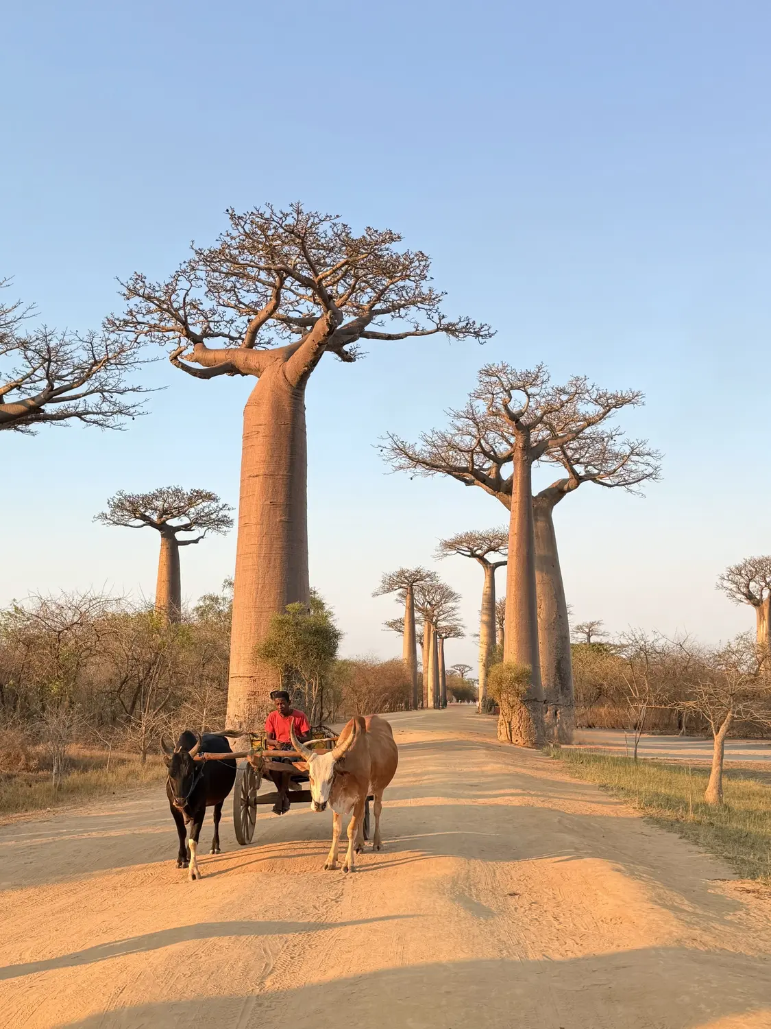 A zebu cart rolling down the sandy Avenue of the Baobabs in the late afternoon light