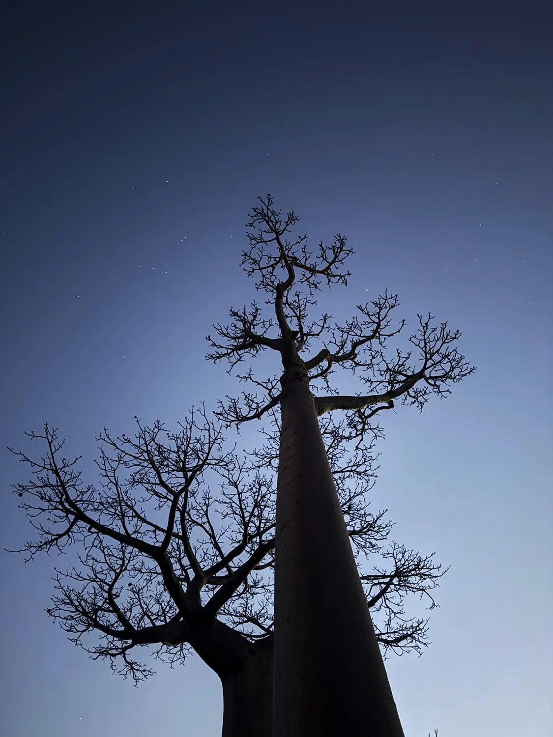 Looking up at a baobab under the stars