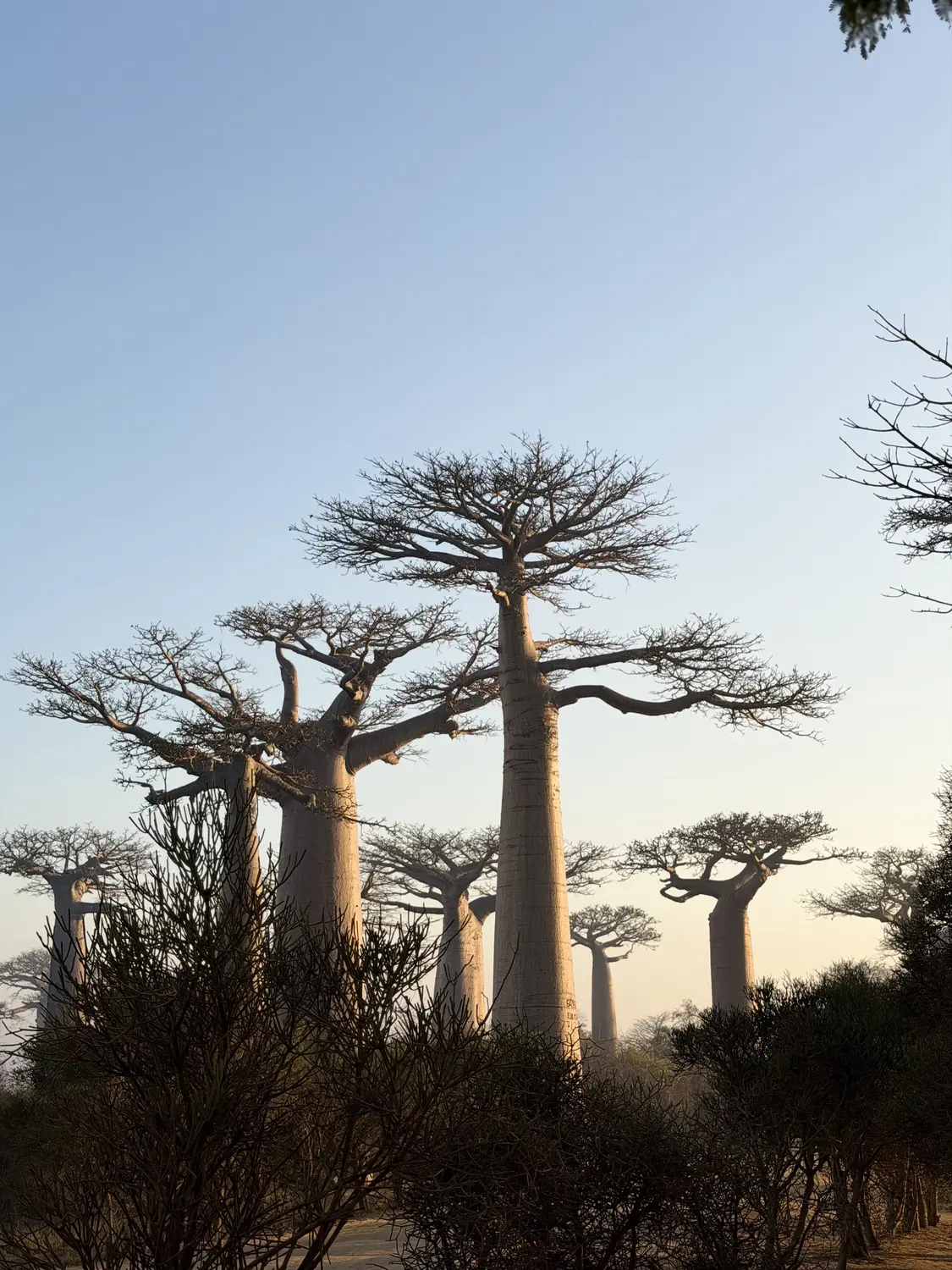 Baobab trunks lit soft gold by the early morning sun