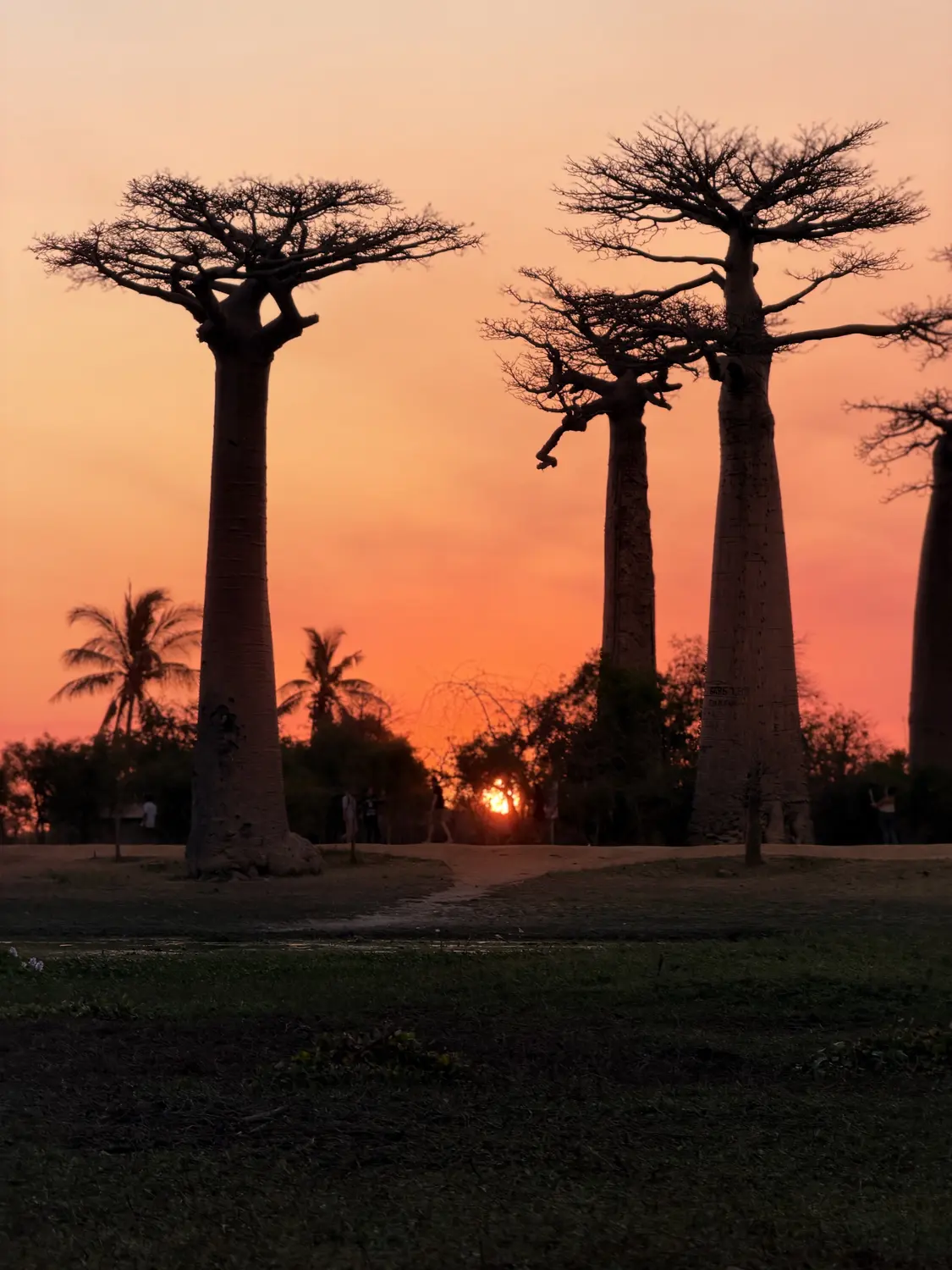 Baobabs against the setting sun
