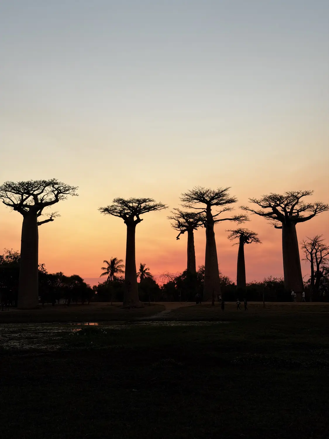 A row of baobab silhouettes against a pink and orange sunset sky