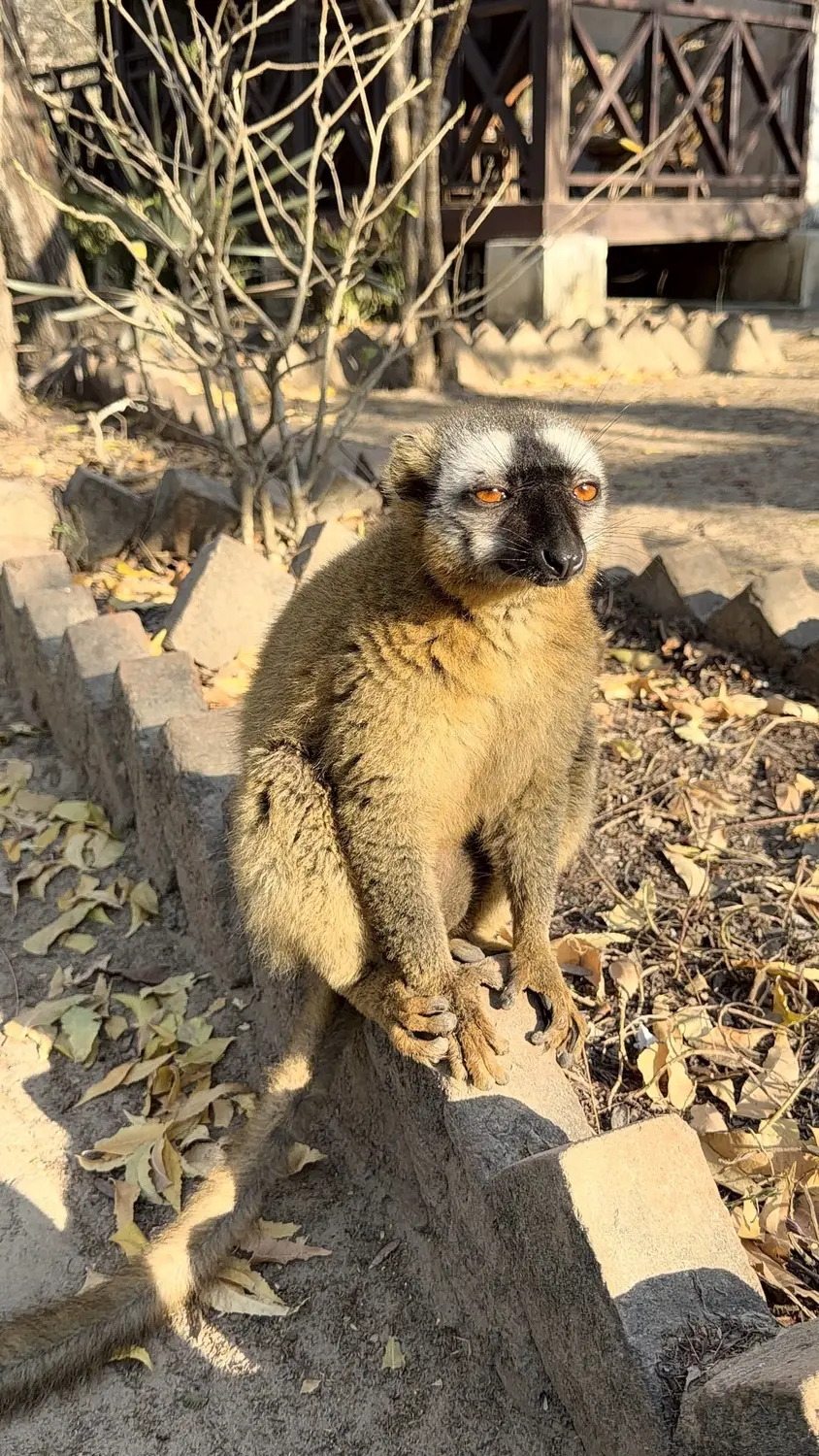 A brown lemur sunbathing