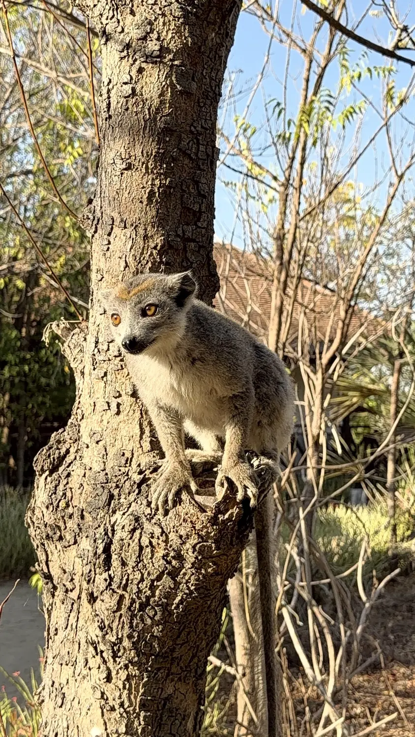 A crowned lemur at Kimony