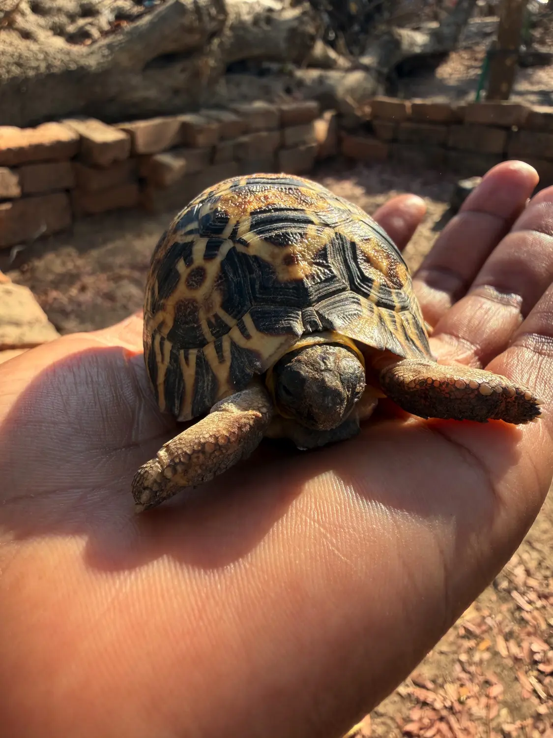 A small radiated tortoise with a star-patterned shell resting in the palm of a hand
