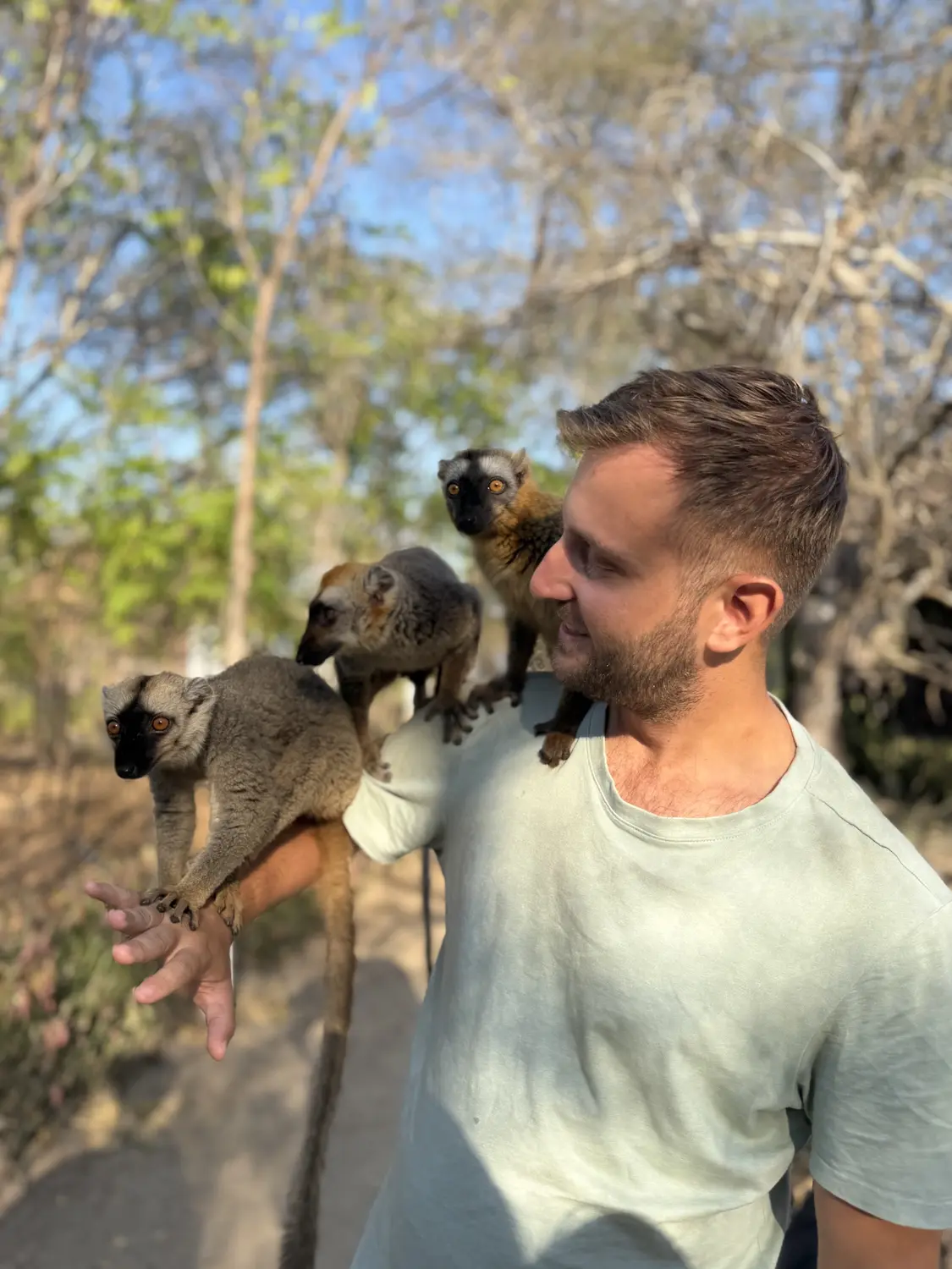 Three brown lemurs climbing along Andrew's arm and shoulder