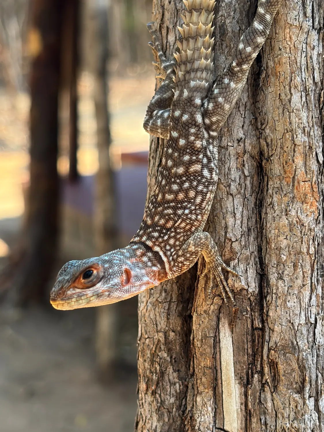 A spiny lizard on a tree