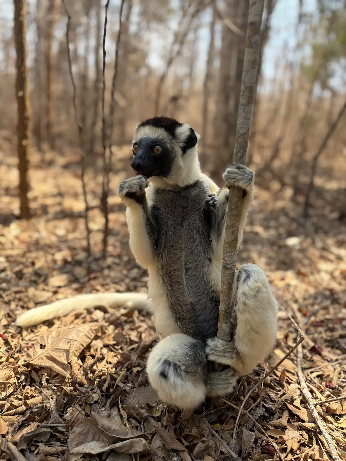 A sifaka lemur holding a thin tree trunk and snacking on the forest floor