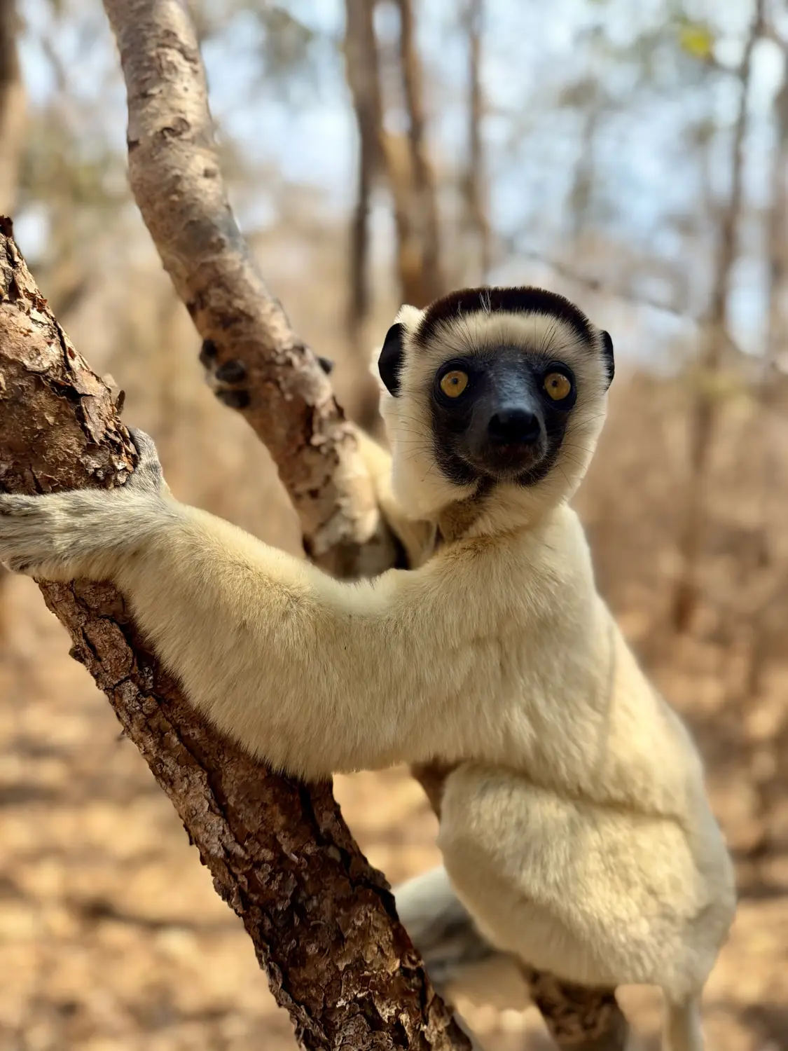 Close-up of a Verreaux's sifaka lemur with golden eyes hugging a branch