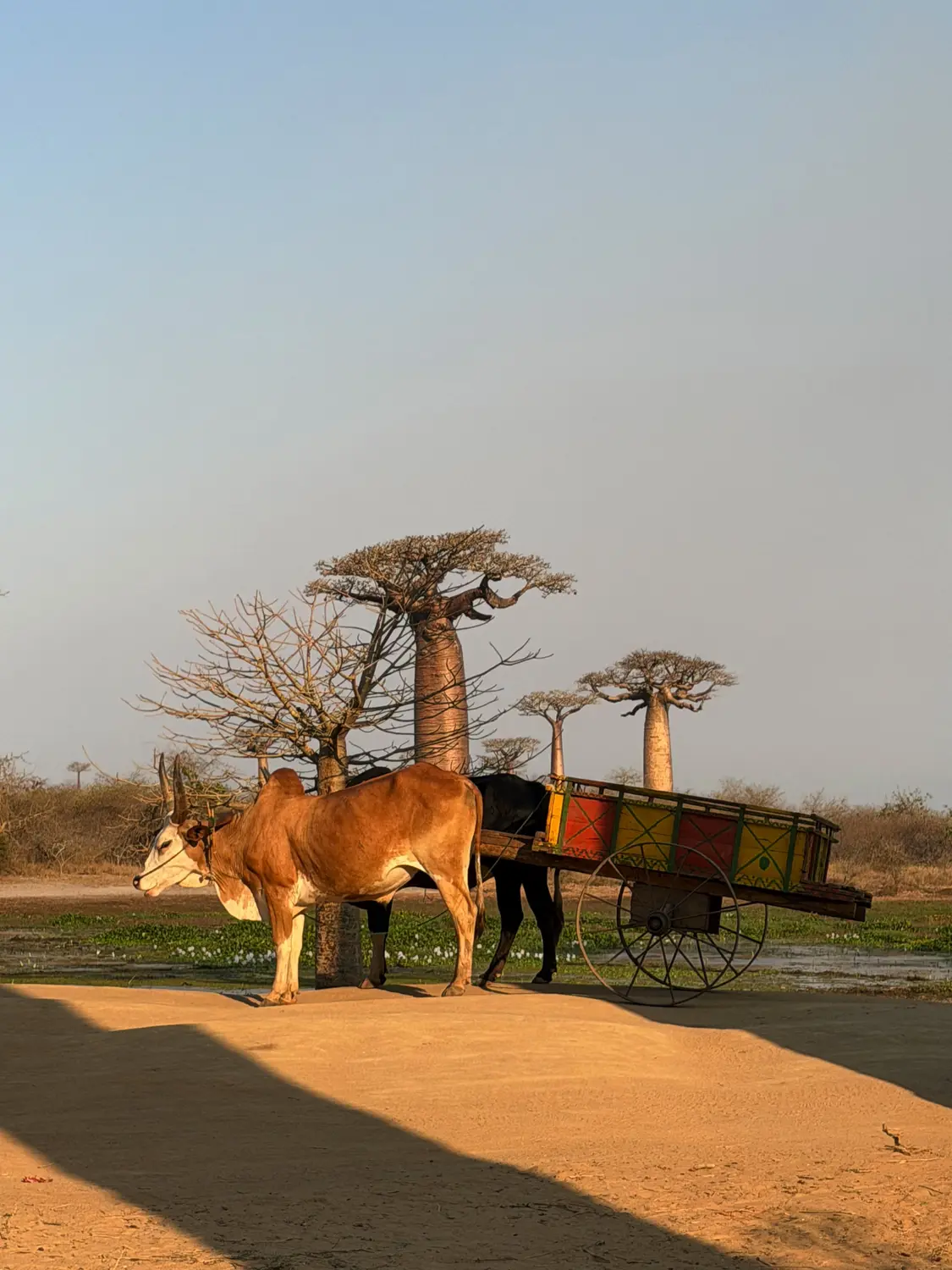 A zebu and a colourfully painted wooden cart resting in front of baobab trees