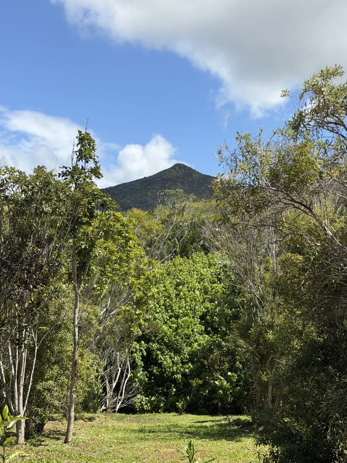 A green mountain peak rising above thick forest near Chamarel