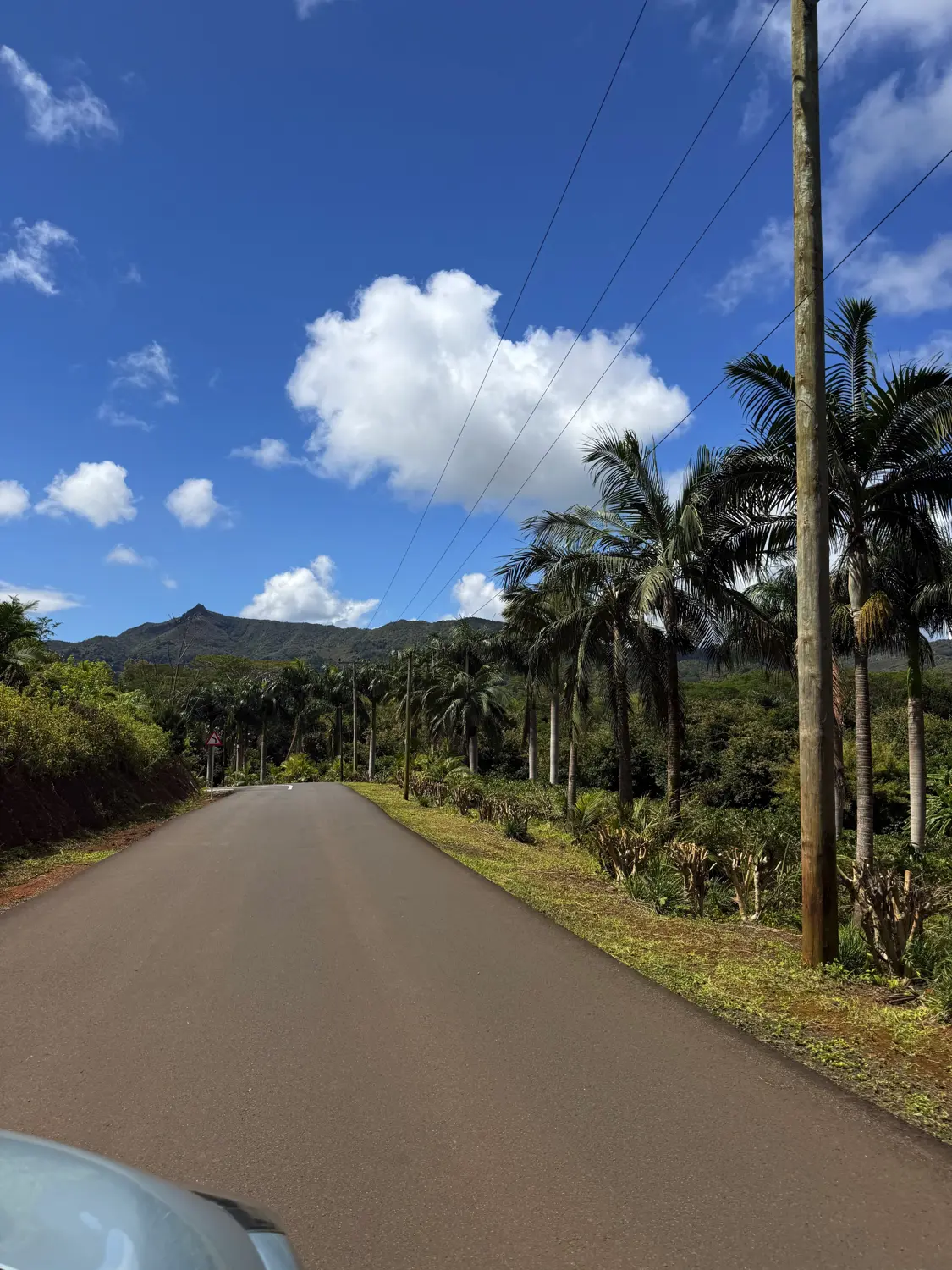 A quiet road lined with royal palms leading towards green mountains