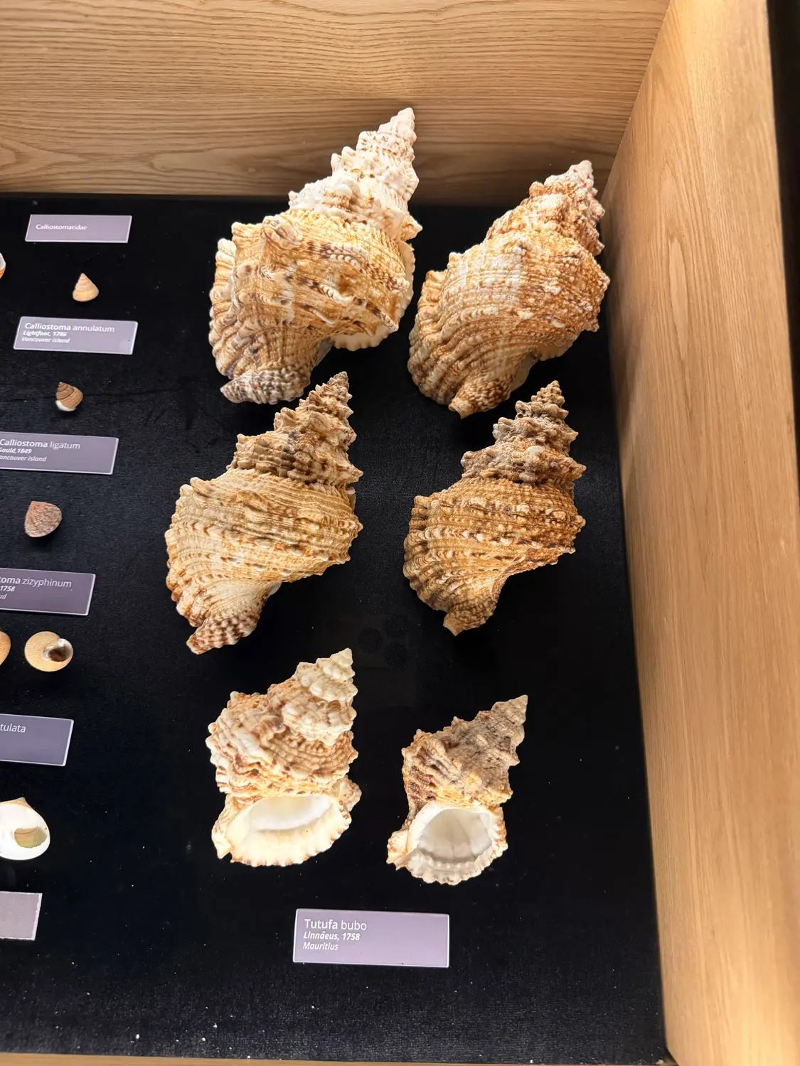 A display case of large spiky Tutufa bubo seashells found in Mauritius at the World of Seashells museum