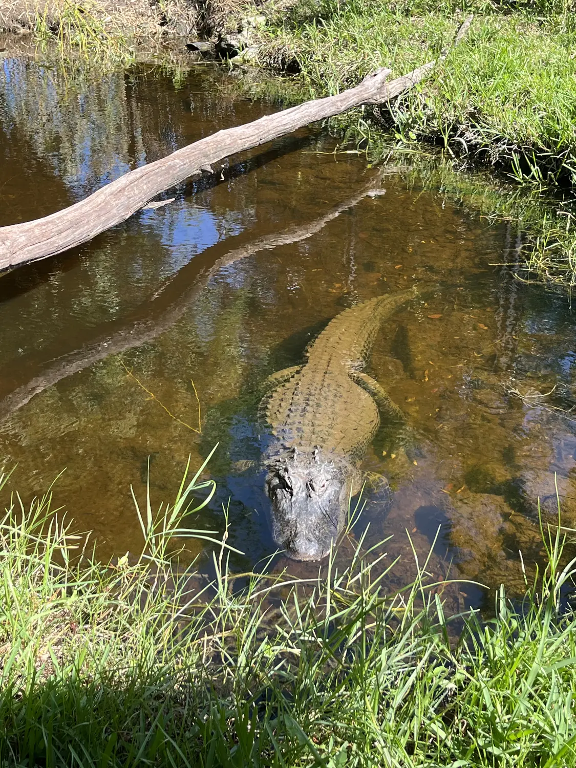 An alligator in the water at the Everglades near Miami