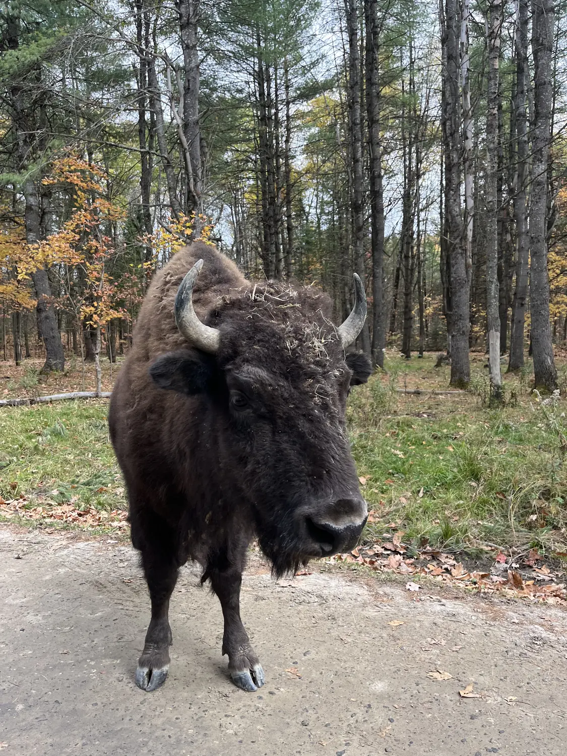 A large bison in the autumn forest at Parc Oméga
