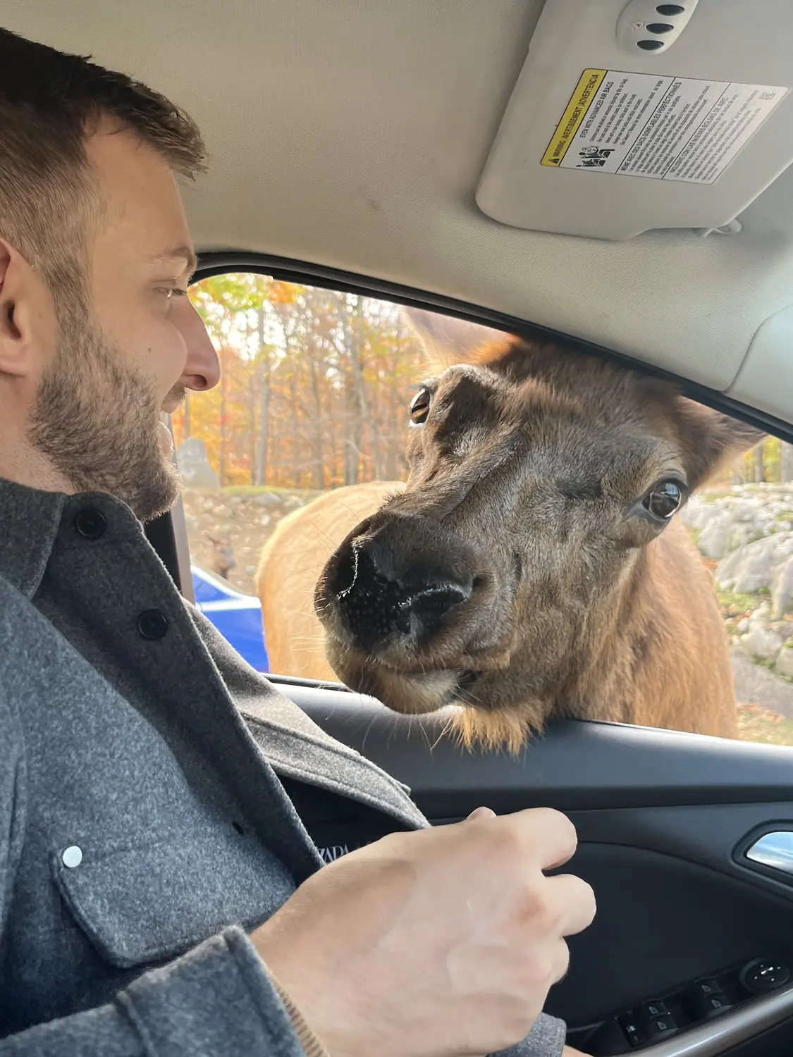 Andrew smiling in the car as a deer with antlers leans in at the window at Parc Oméga