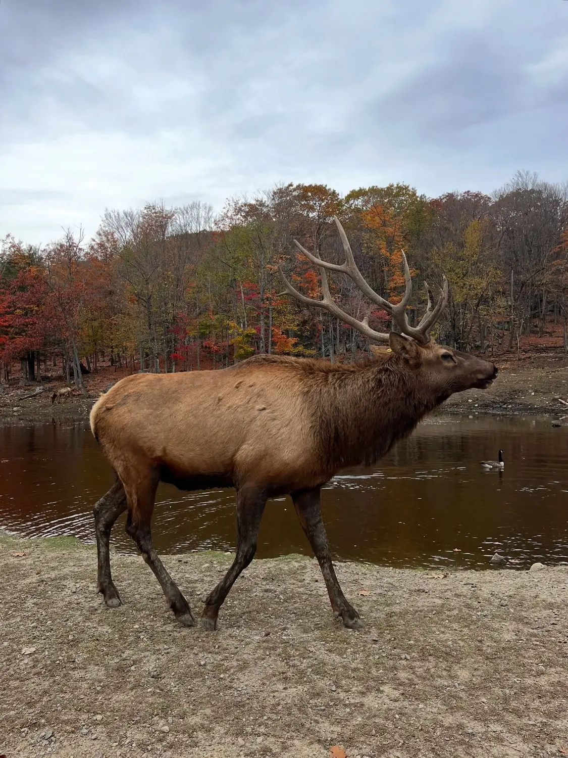 A majestic elk with large antlers by a pond among autumn colours at Parc Oméga