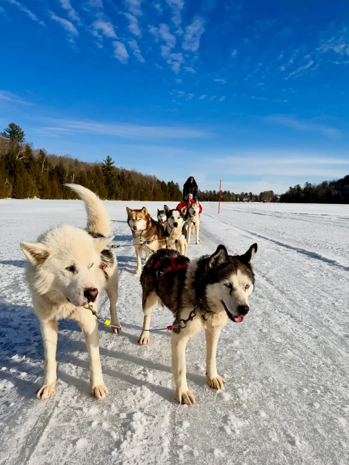 A team of husky sled dogs on a frozen lake near Saint-Sauveur