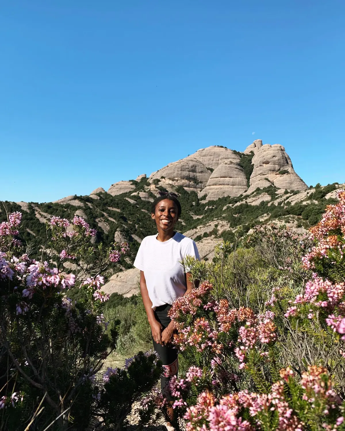 Melody among pink heather flowers with the Montserrat peaks rising behind
