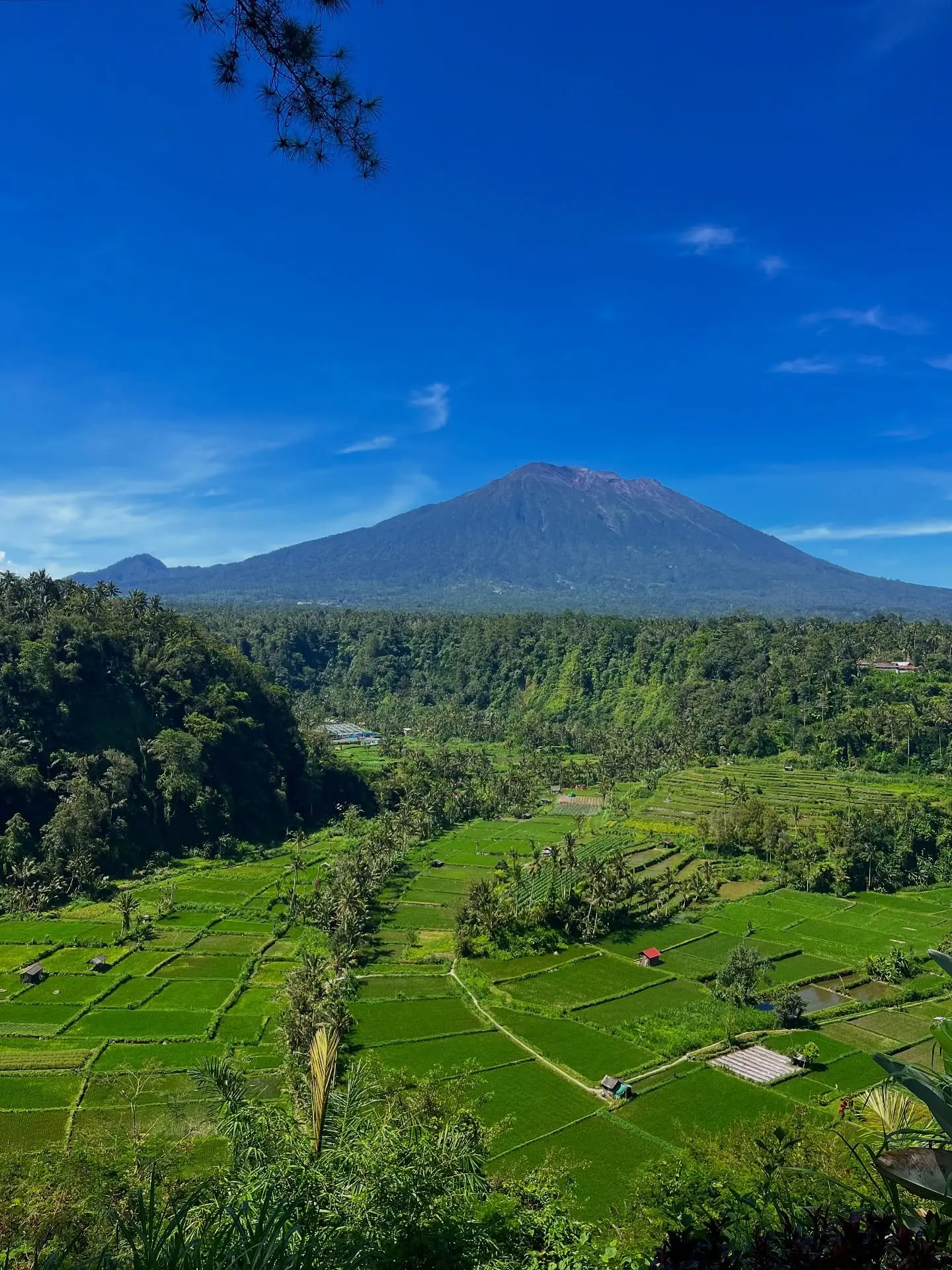 Mount Agung over rice fields