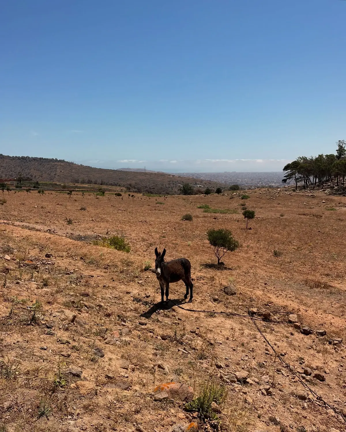A donkey in the dry scrubland above Nador with the sea in the distance