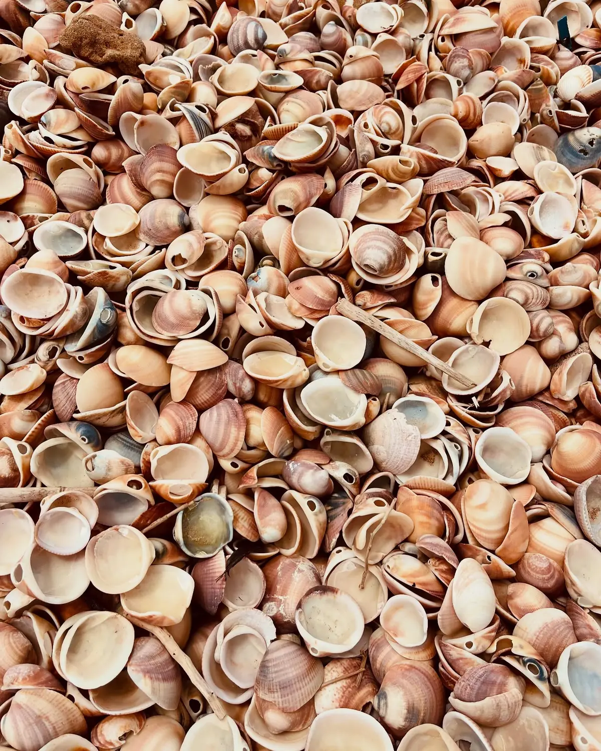 A close-up carpet of thousands of pink and cream seashells
