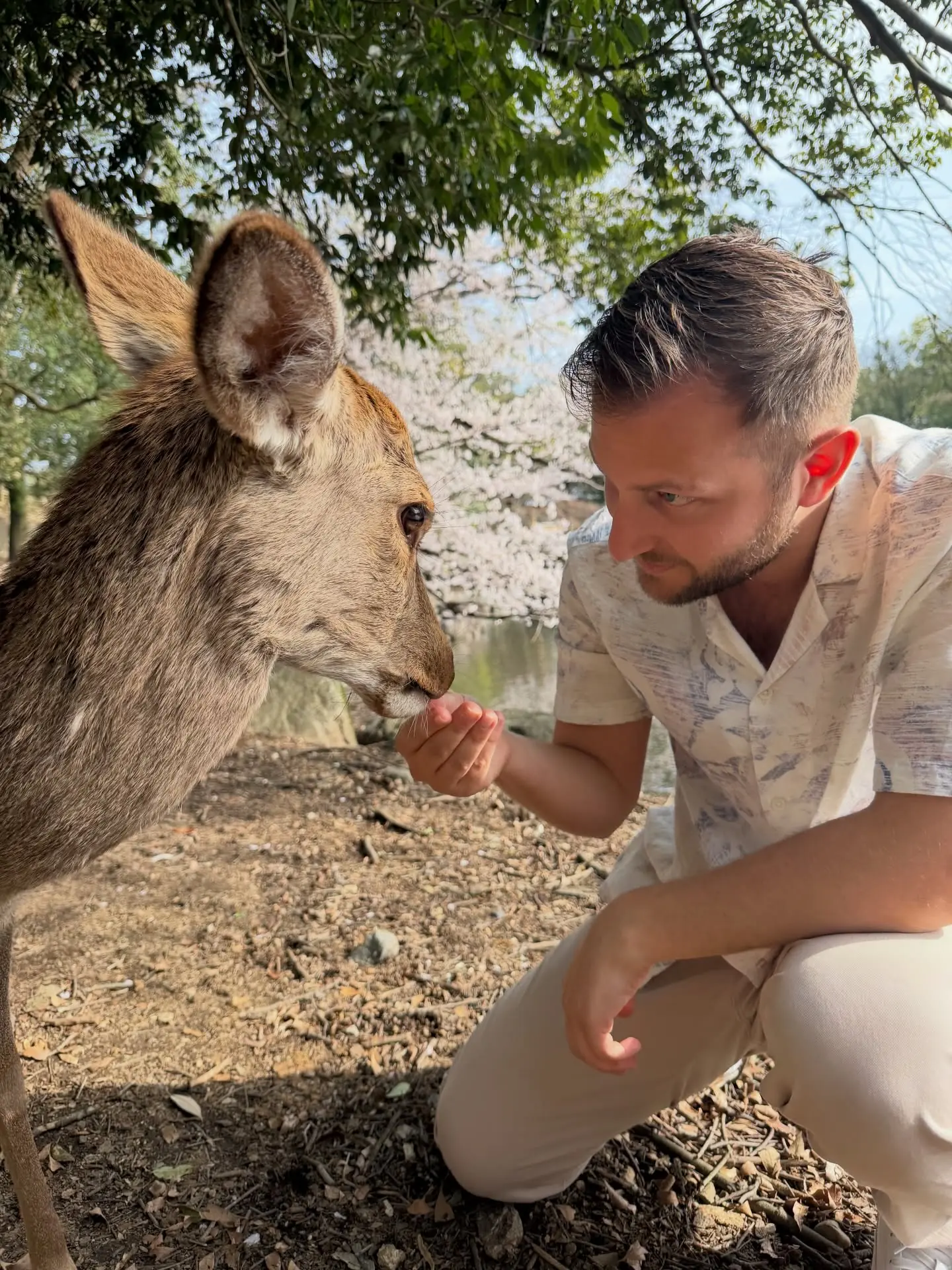 Andrew feeding a tame deer in Nara Park