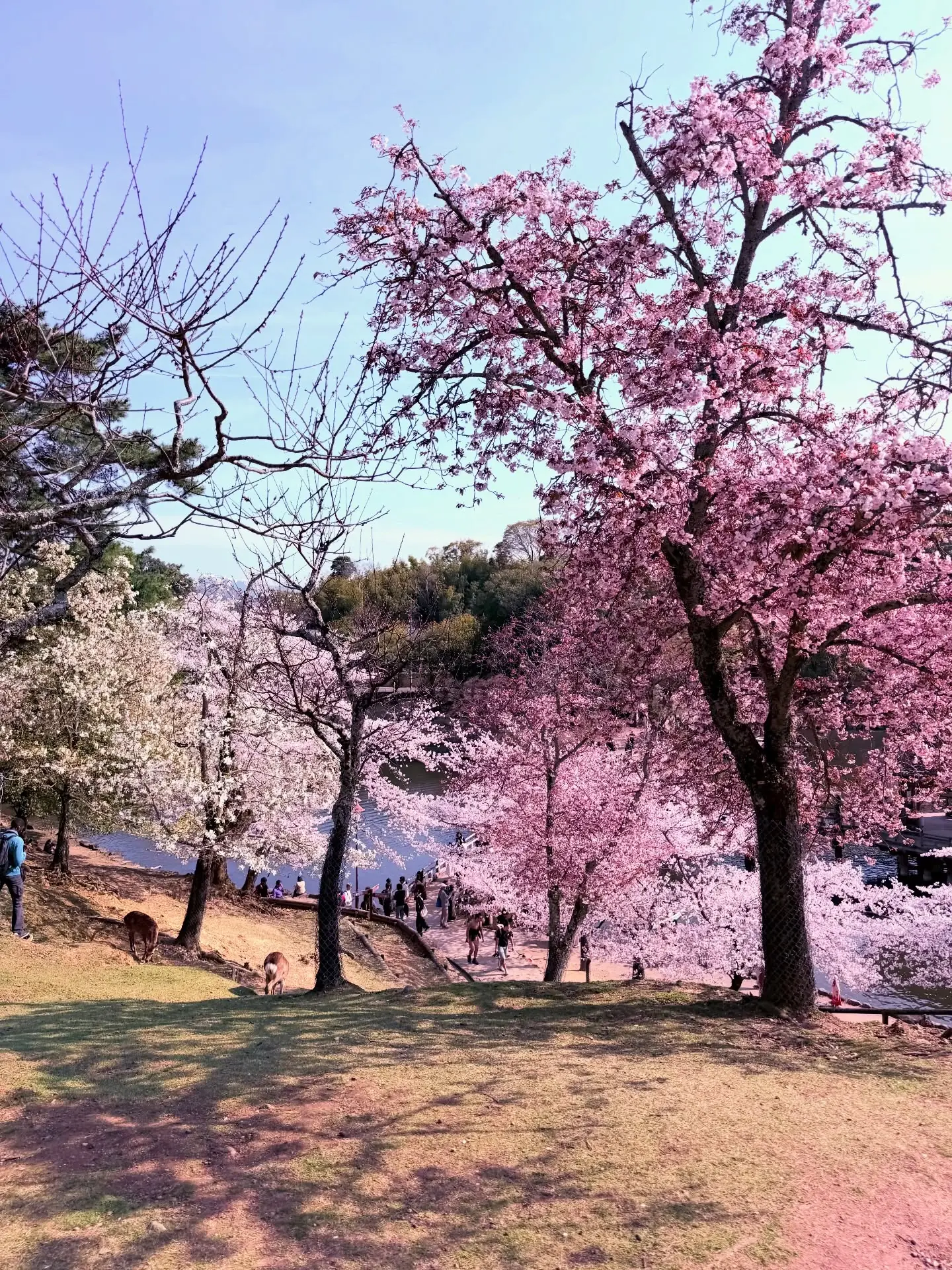 Deer under blossoms on a Nara hillside