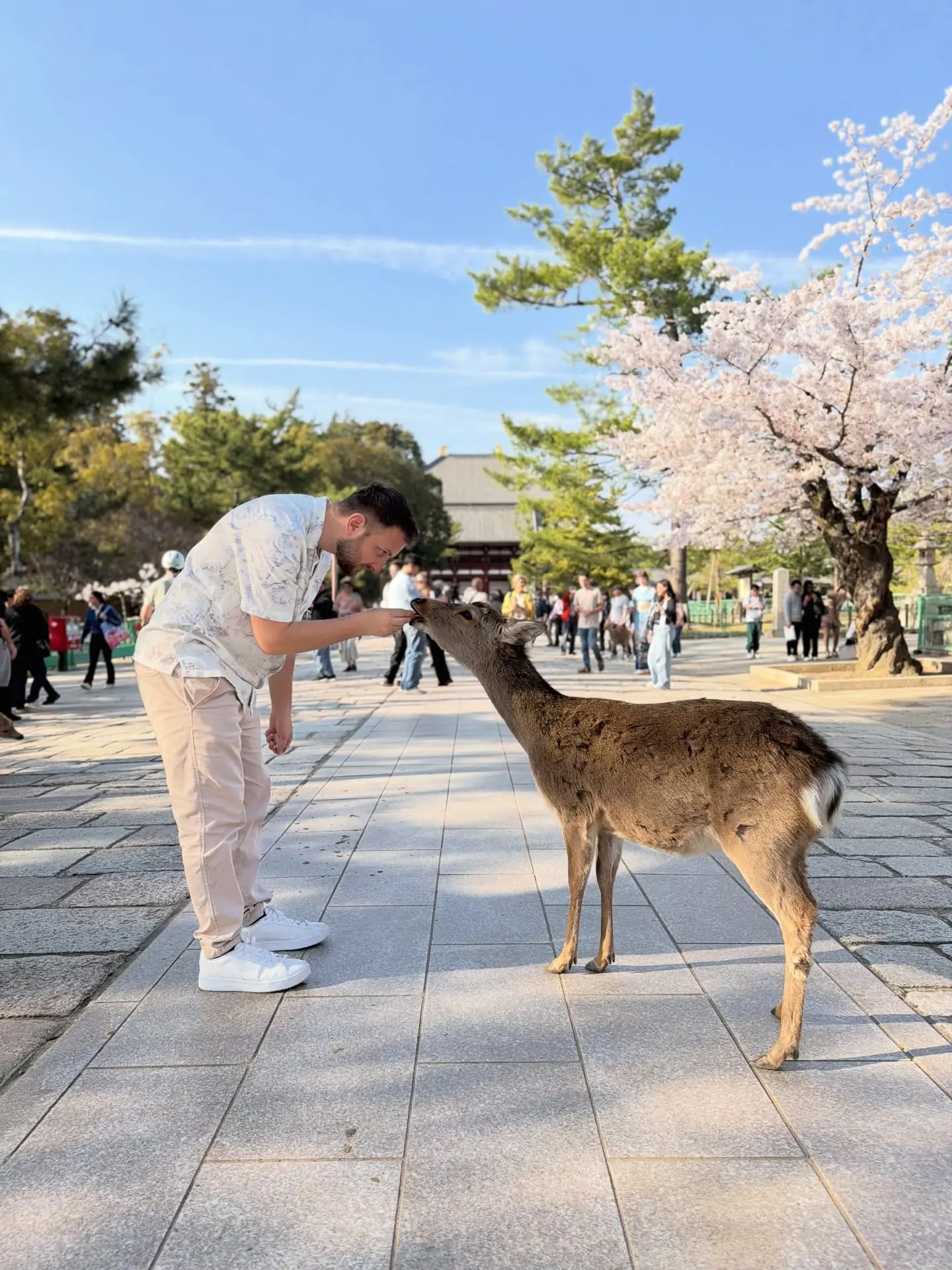 A deer bowing for a cracker with Todai-ji temple behind
