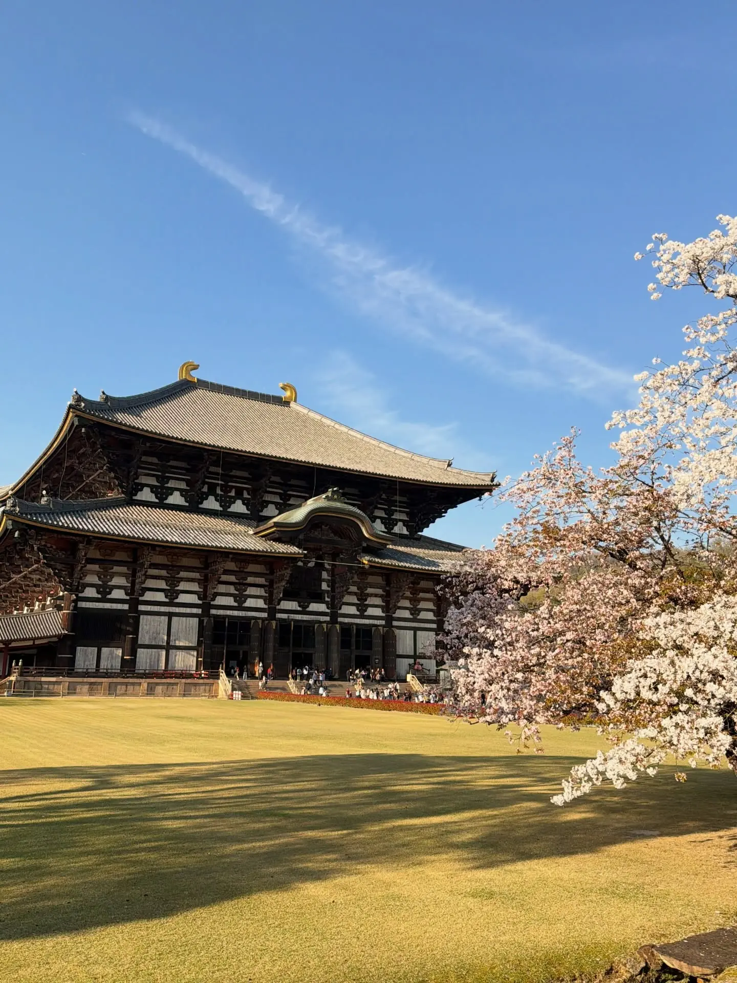 The vast wooden Todai-ji temple with a cherry tree in bloom