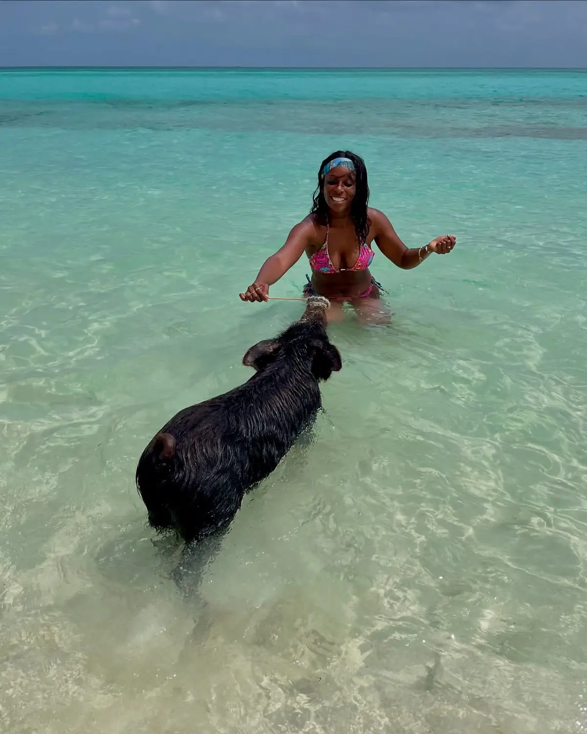 Melody feeding a big black swimming pig in the shallows