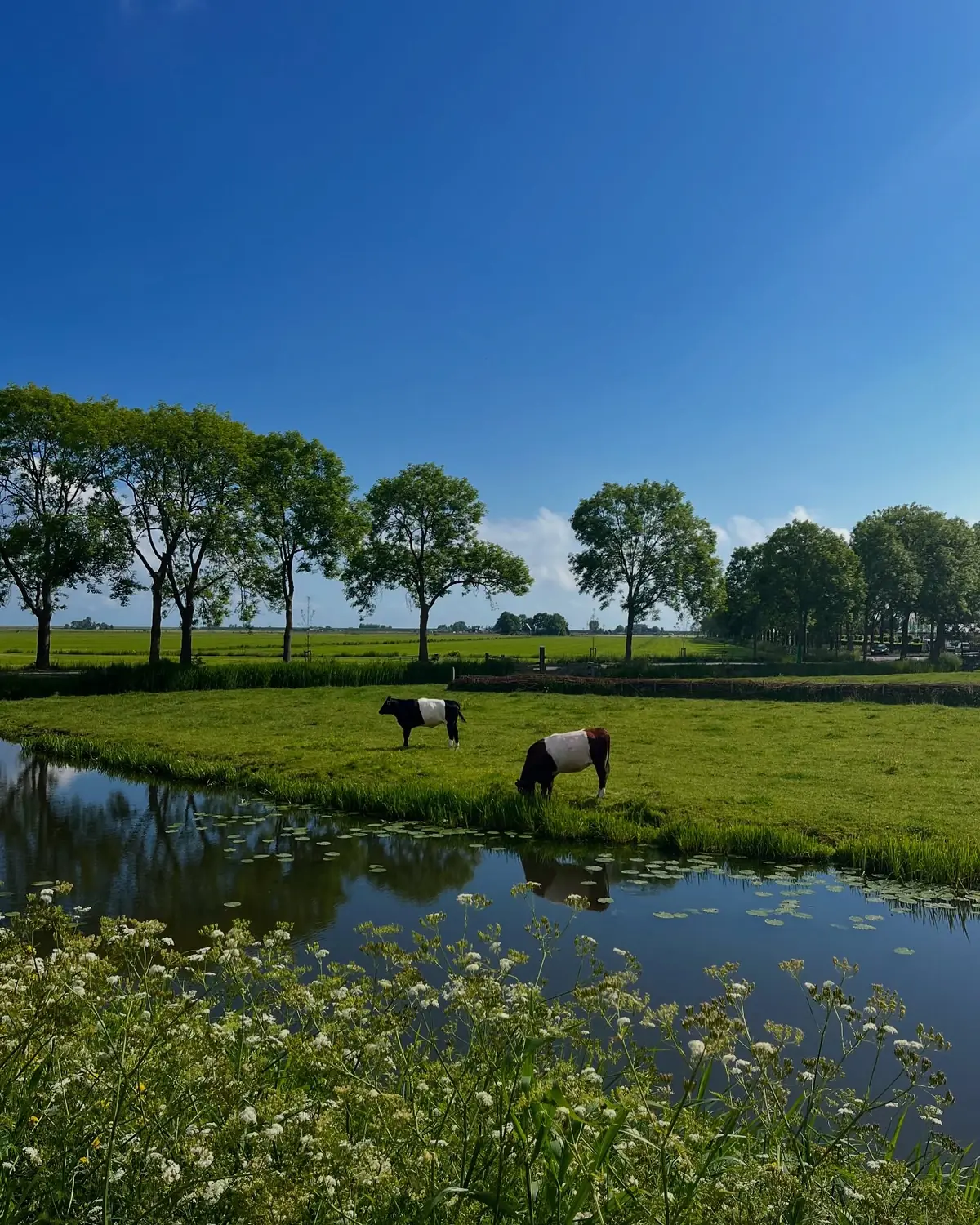 Belted Dutch cows grazing by a reed-lined canal in the flat green Dutch countryside
