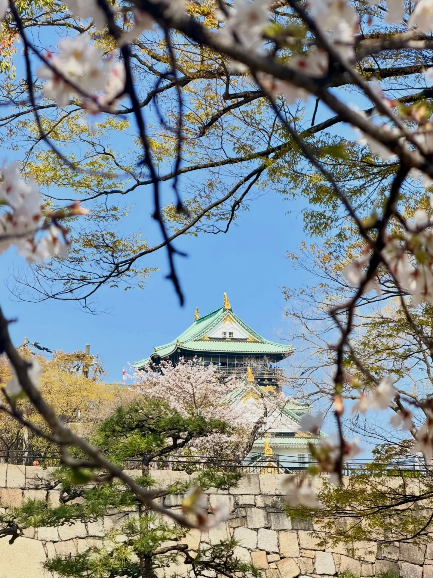 Osaka Castle framed by cherry blossom branches