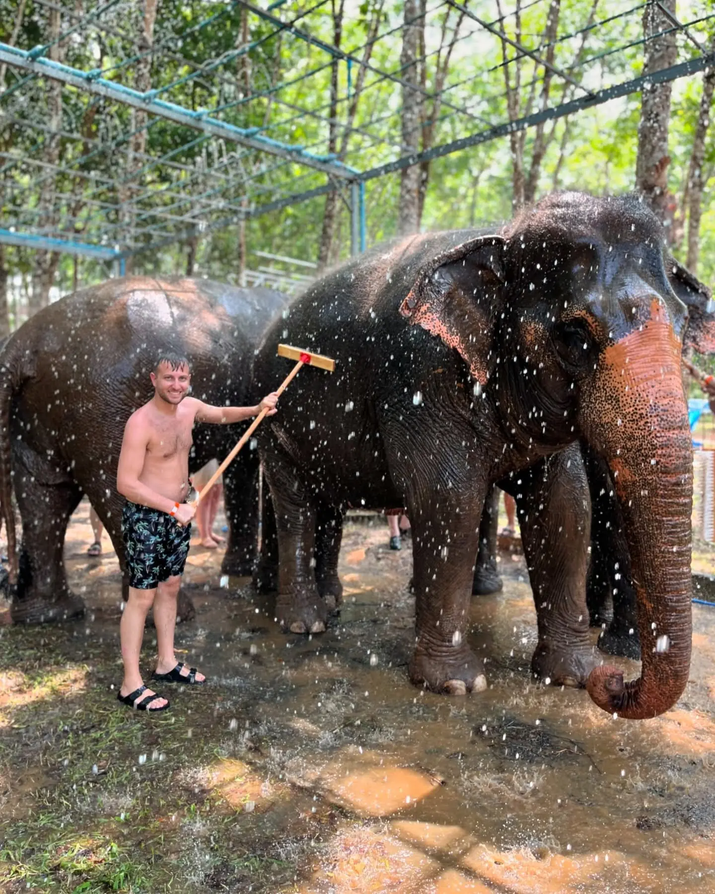 Washing an elephant