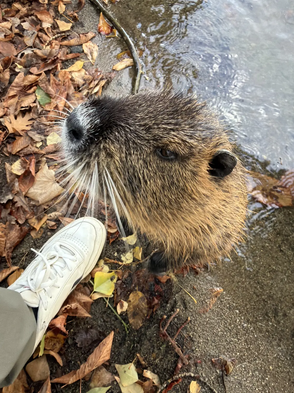 A curious nutria up close on the riverbank of the Vltava