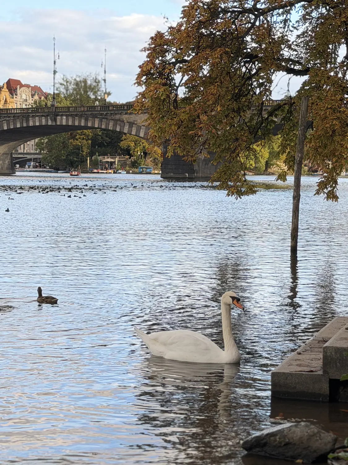 A swan gliding on the Vltava under autumn trees